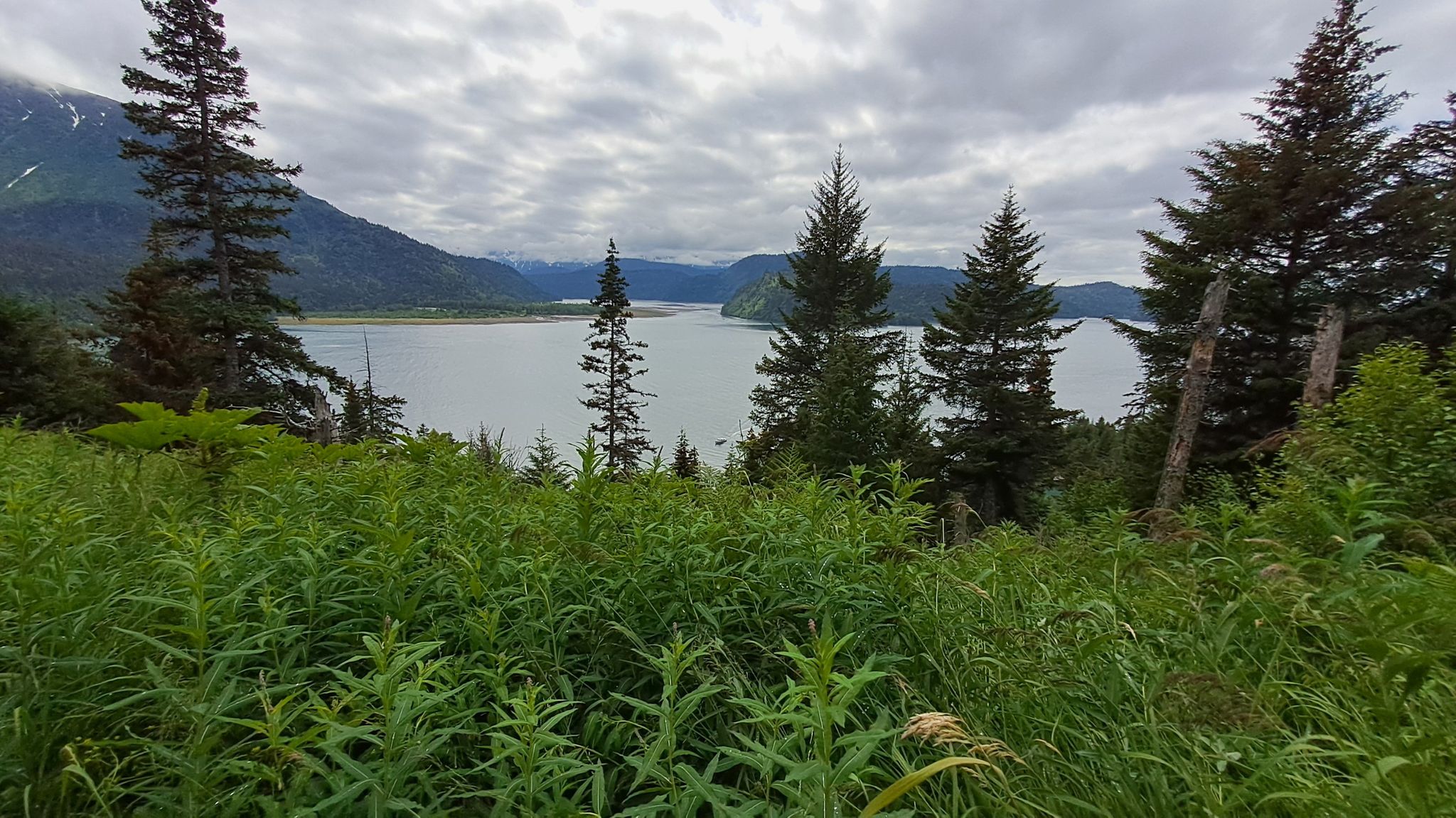 Overcast view of a lake through tall green grass and evergreen trees. - Saddle Trail to Grewingk Lake