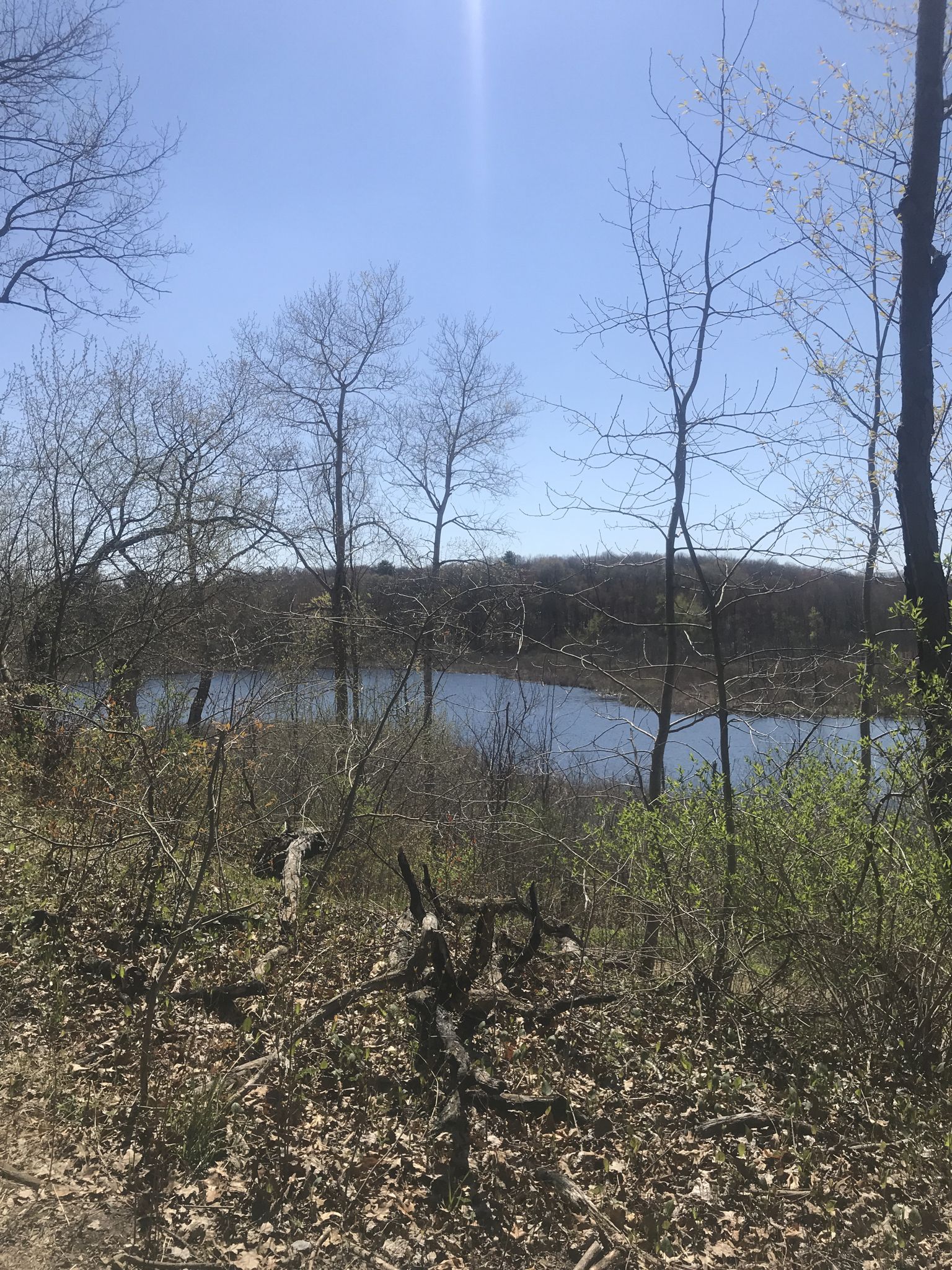 Sunny view of a lake through bare trees and brush. - Foley Pond loop