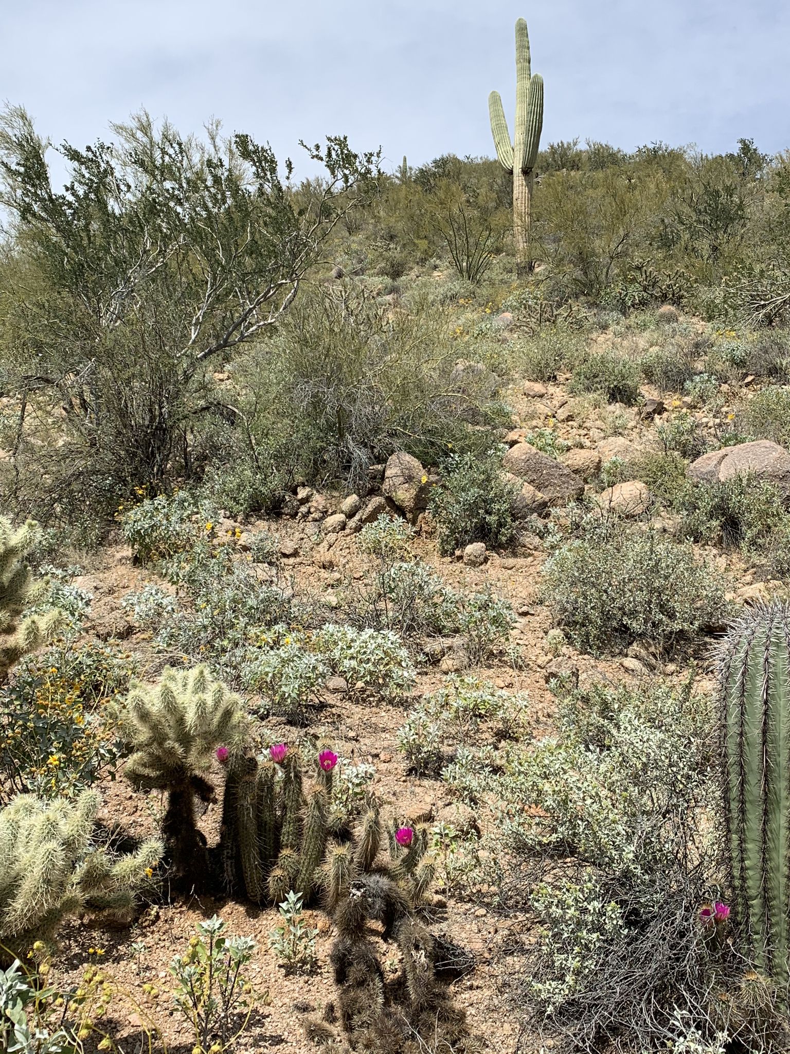 Desert hillside with blooming cacti and saguaro under an overcast sky. - Meridian, Blevins and Pass Mountain Loop