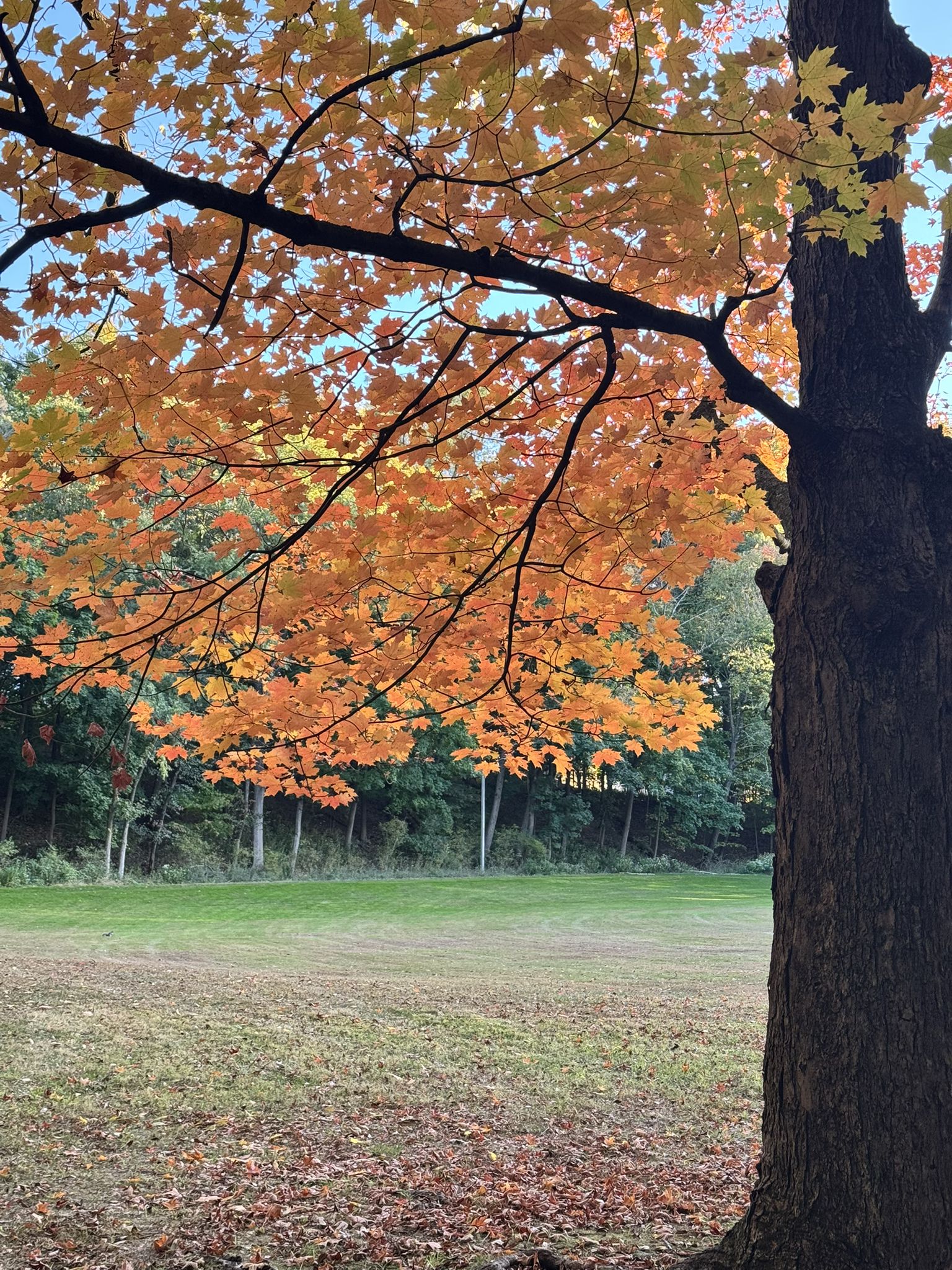 A large tree with vibrant orange autumn leaves overhangs a sunny green field. - Grover Cleveland Park Loop