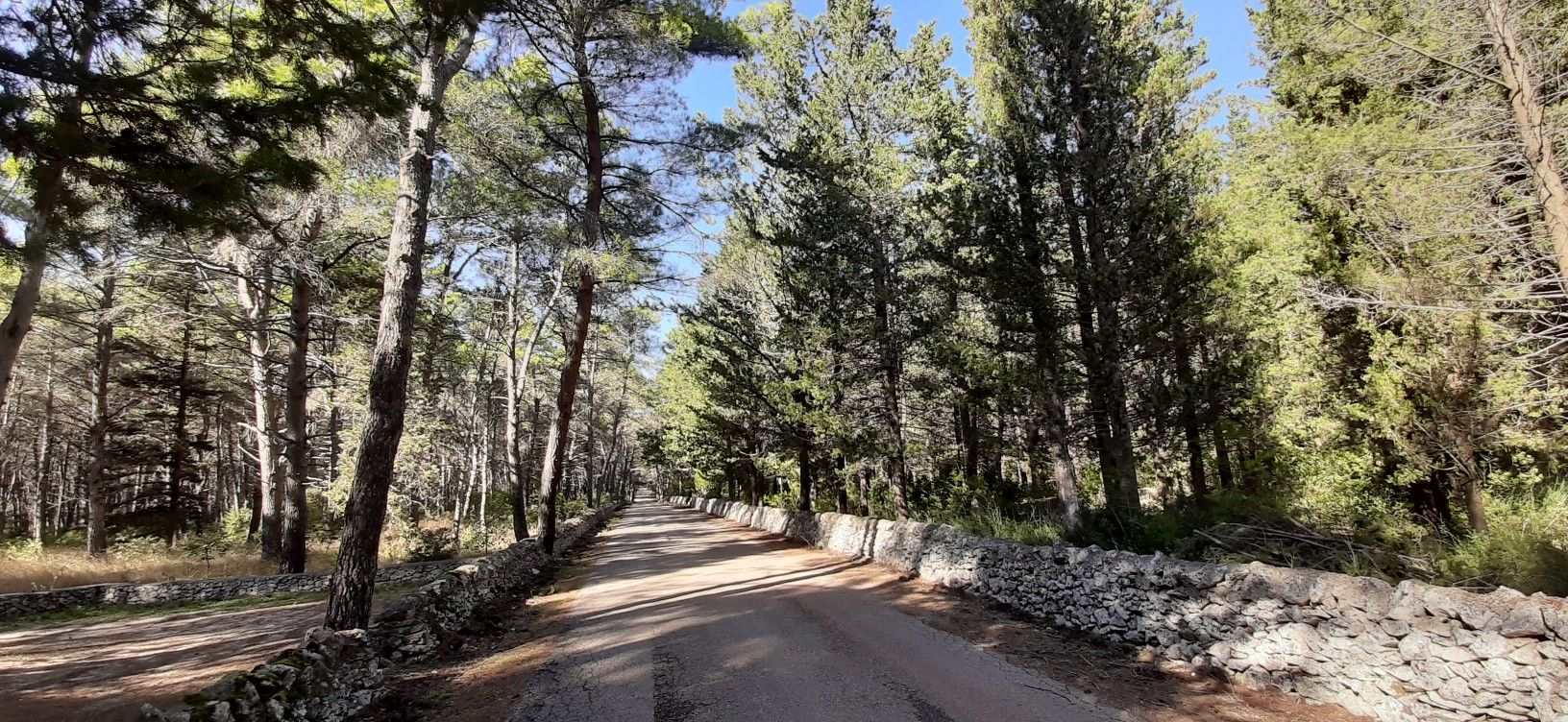 Foresta di Mercadante