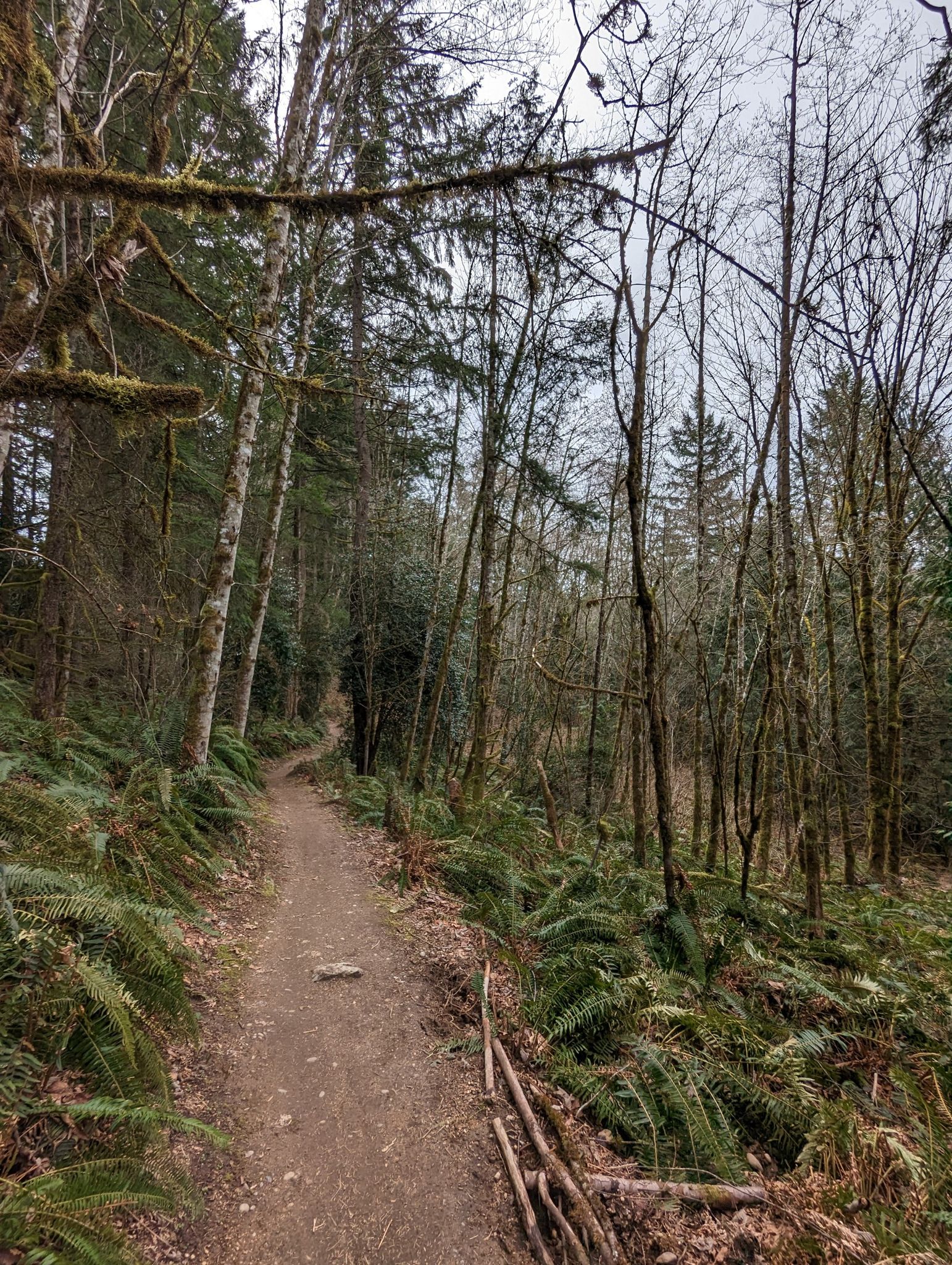 A winding dirt path through a forest with tall trees, some bare, and abundant ferns. - Mainline Trail Junction – Lloyd Trail loop from Paradise Lake Trailhead Parking