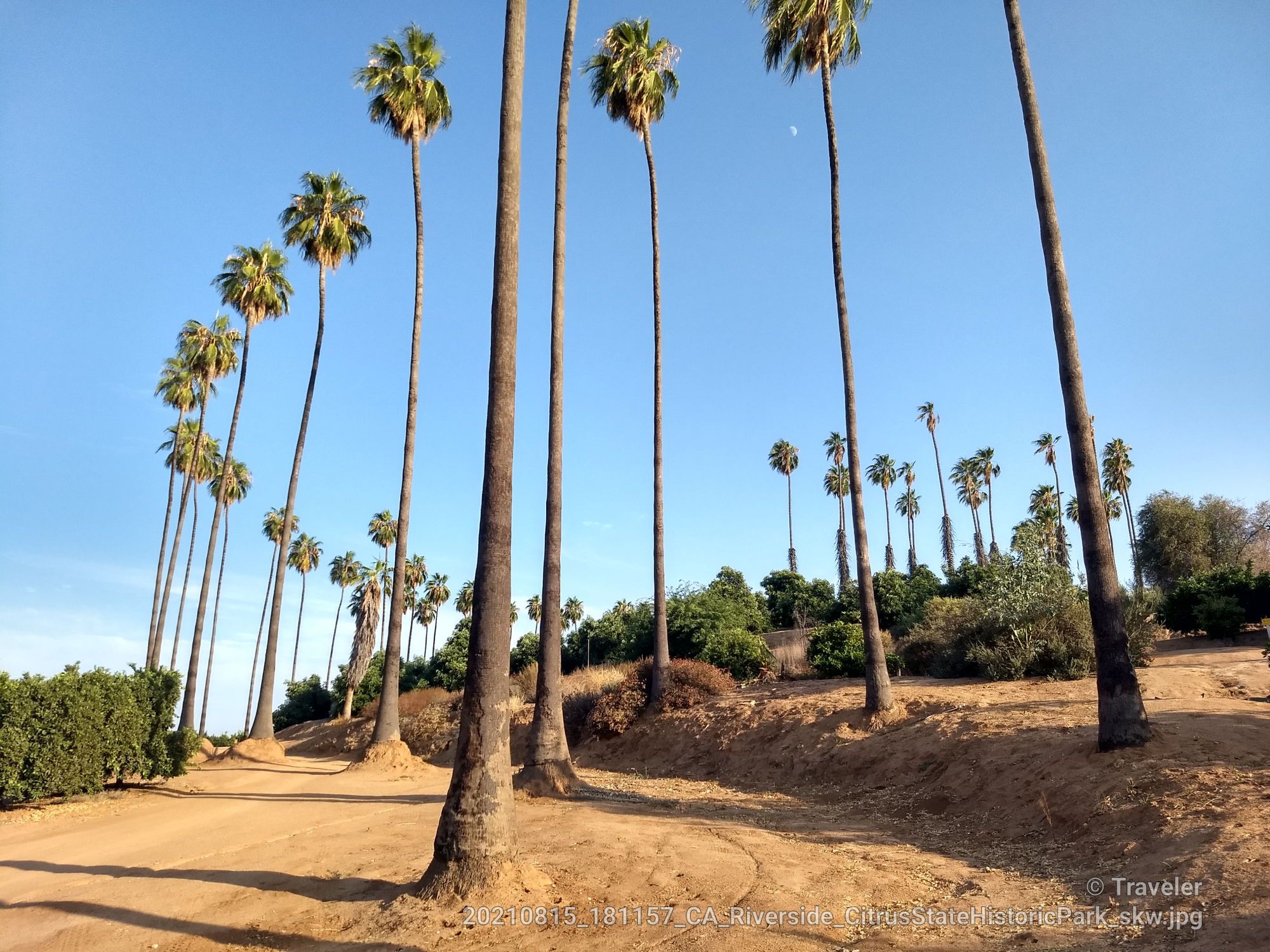 Numerous tall palm trees line a dirt road under a bright blue sky. - Knoll Trail