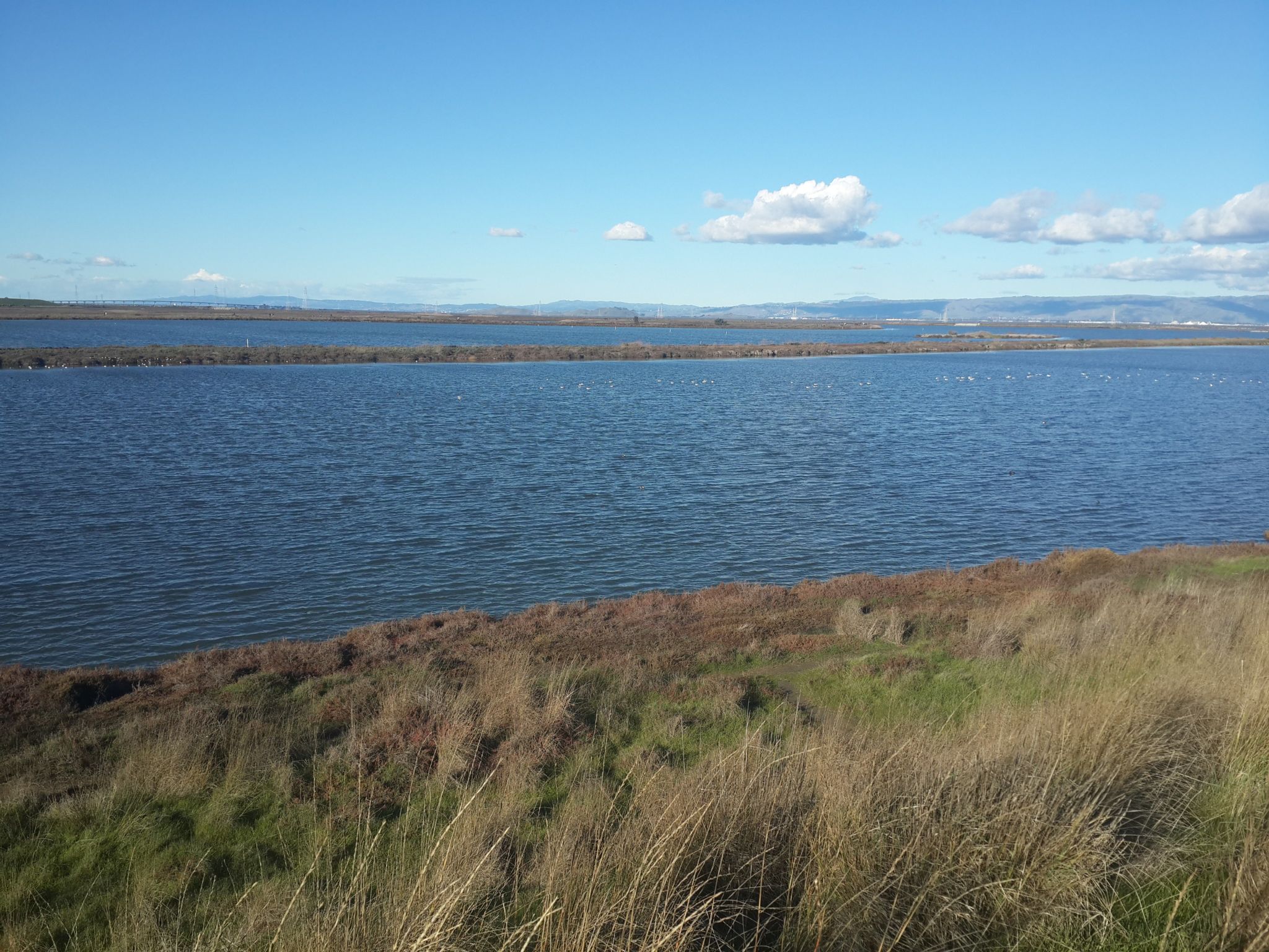 Expansive calm blue water with grassy foreground under a bright sky. - Shoreline Lake – San Francisco Bay Trail loop from Computer History Museum