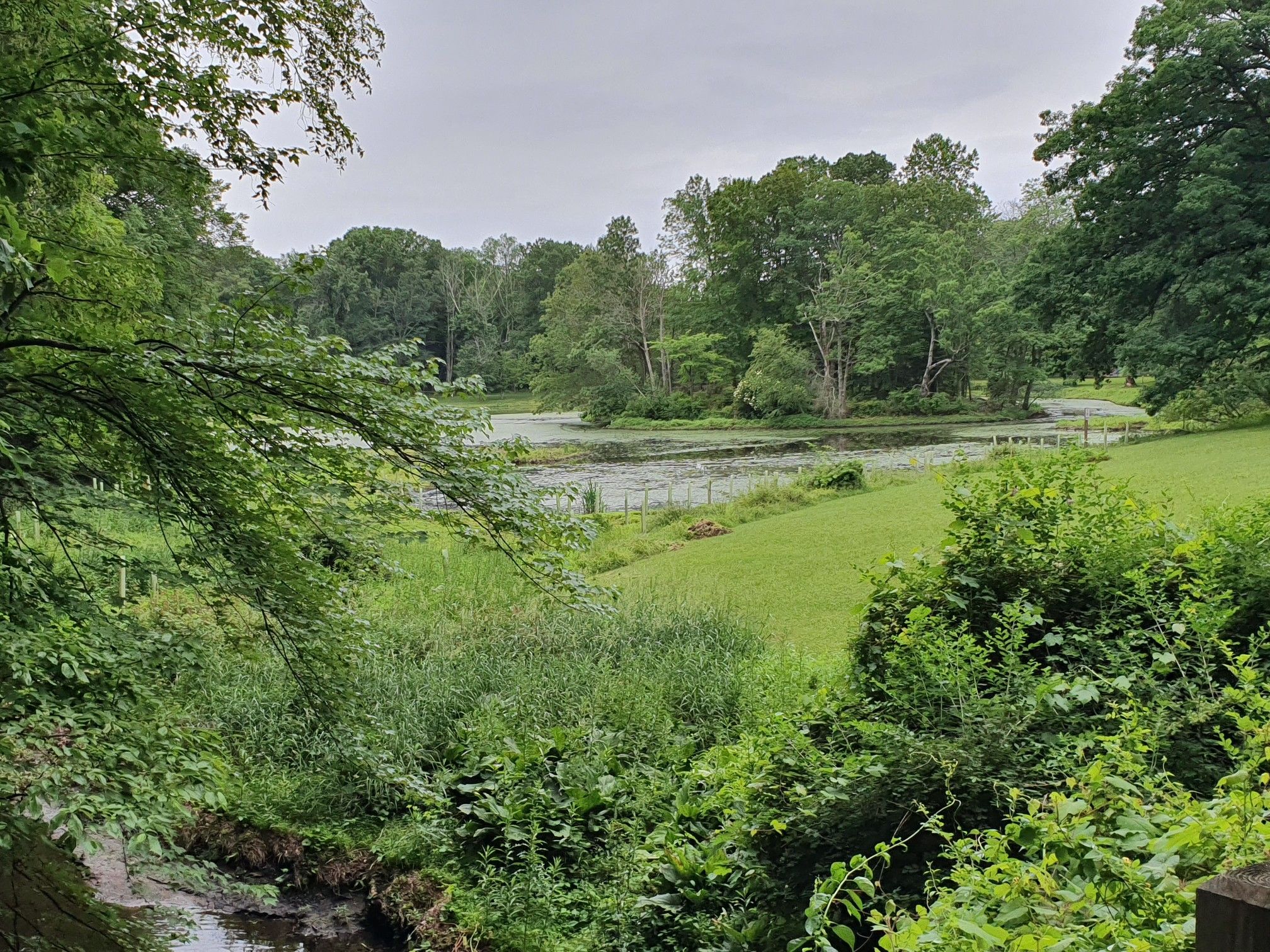 Overcast view of a calm pond surrounded by lush green trees and grassy fields. - Blue Mountain Reservation Advanced Loop