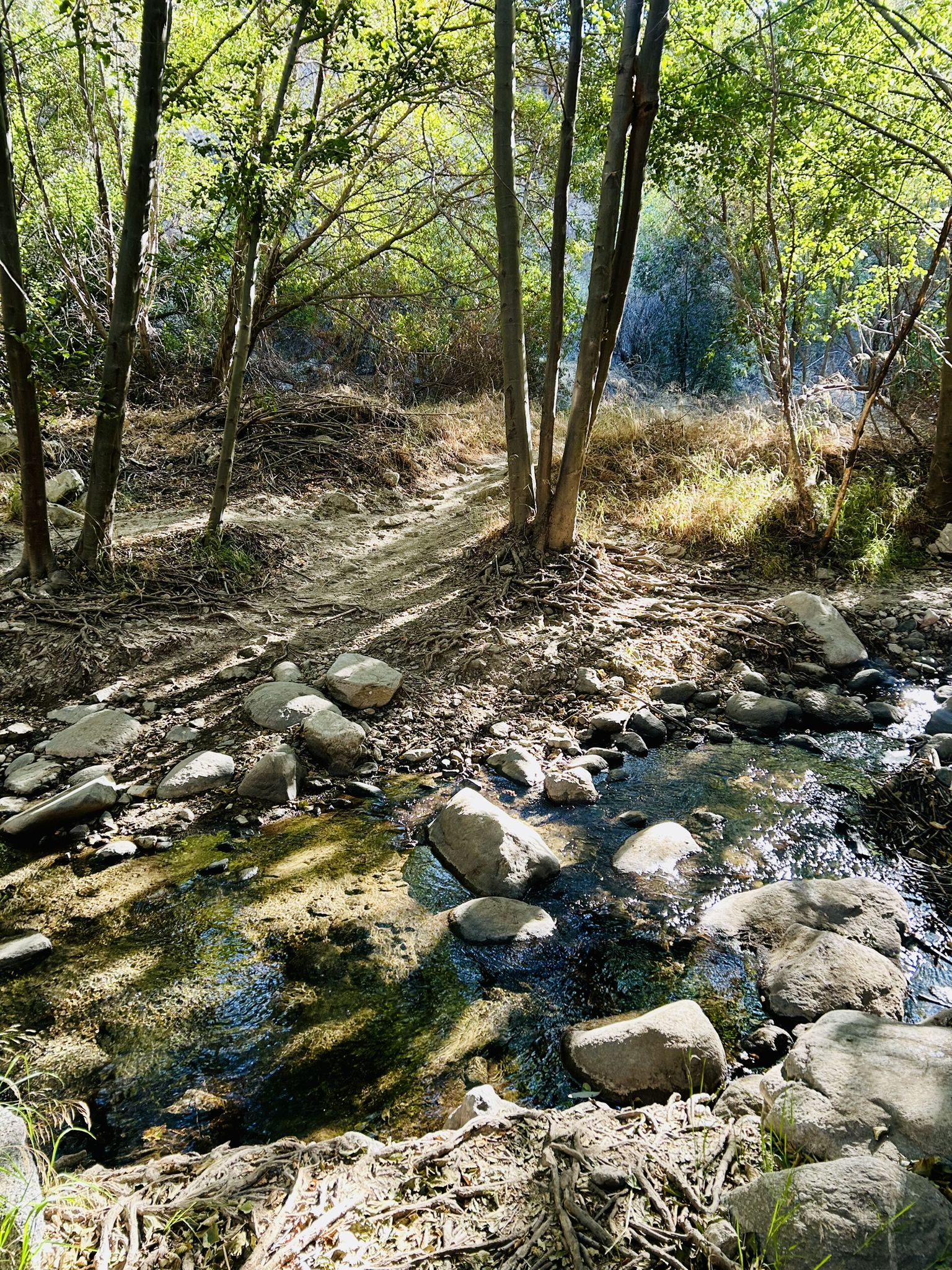 Sunlight dapples a rocky stream flowing through a lush green forest. - Brown Mountain Dam via Gould Mesa Road and Gabrielino Trail