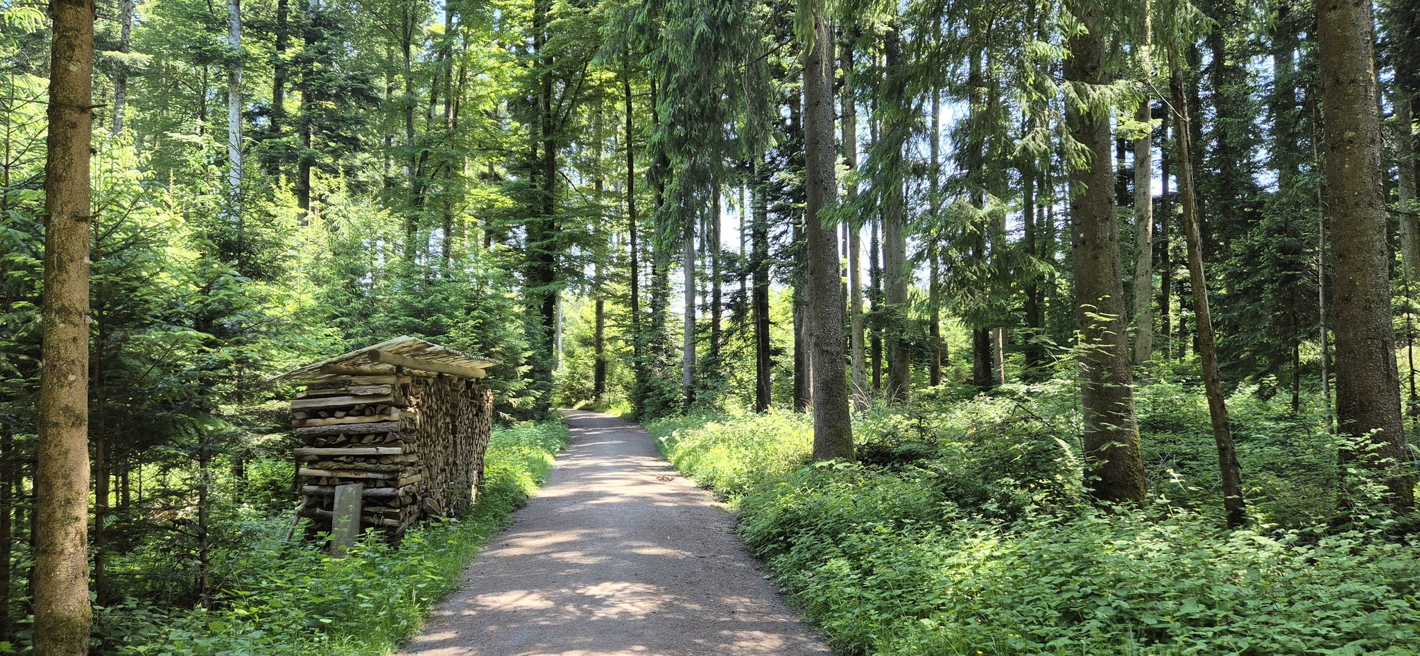 Angenehm kühl im Wald. 🌲🌳🌲🌿🌲🍀