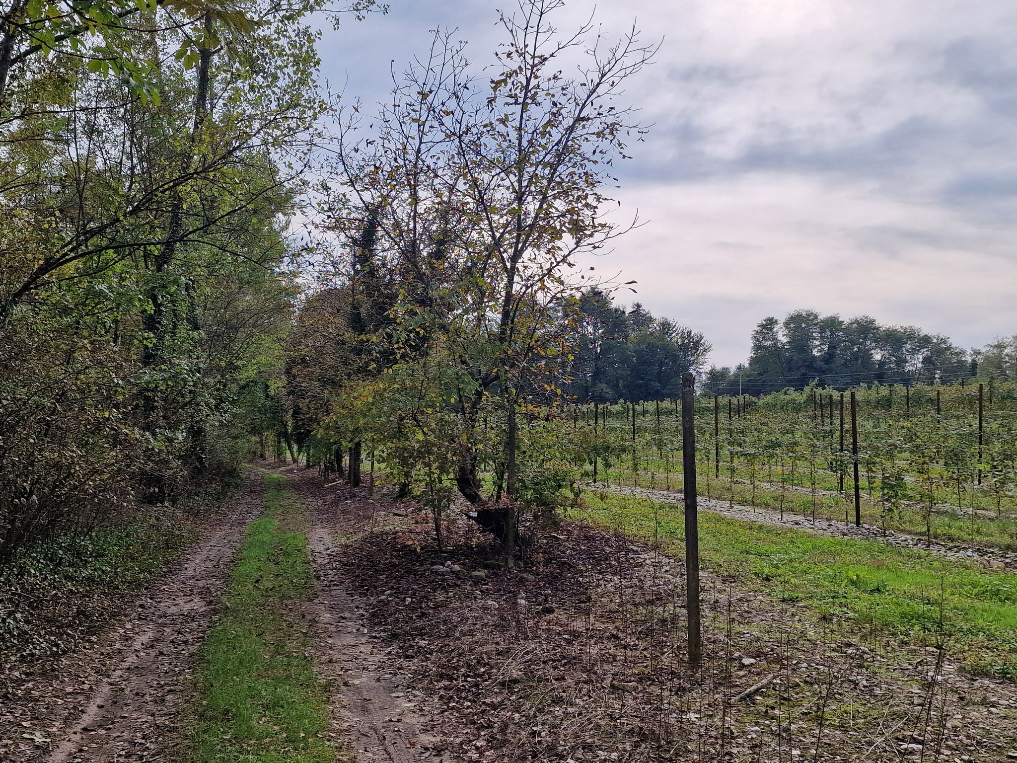 Gravel-Strecke von Lestans nach Vacile