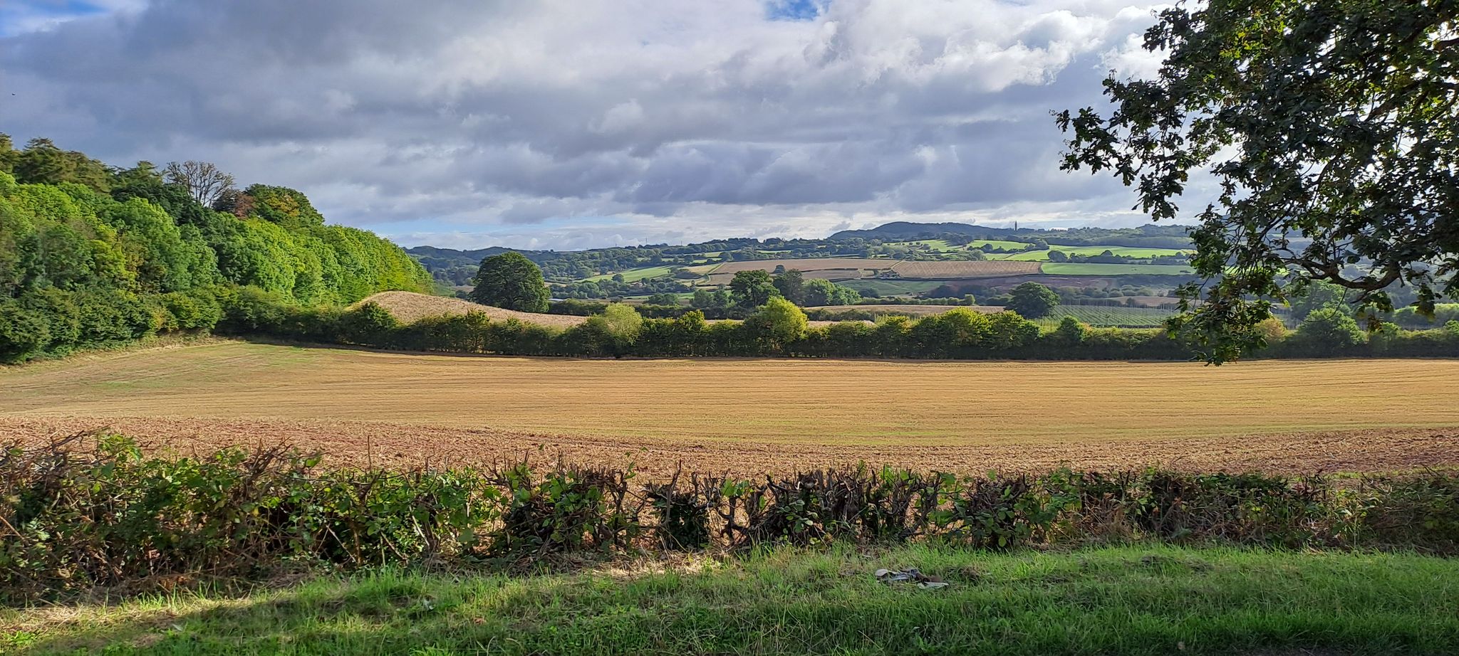 near orleton