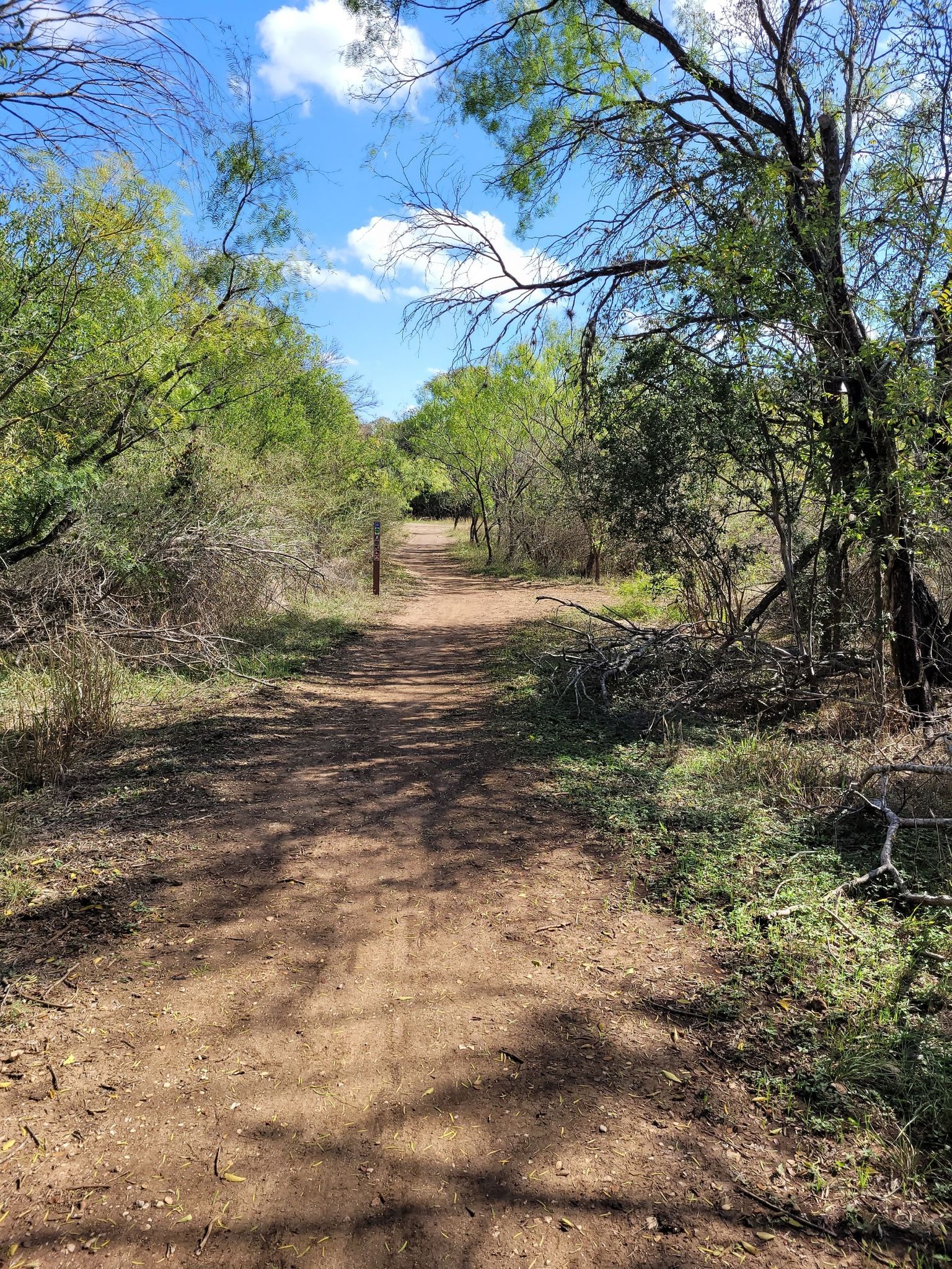 A sunny dirt path winds through green trees under a blue sky. - McAllister Park Blue Loop