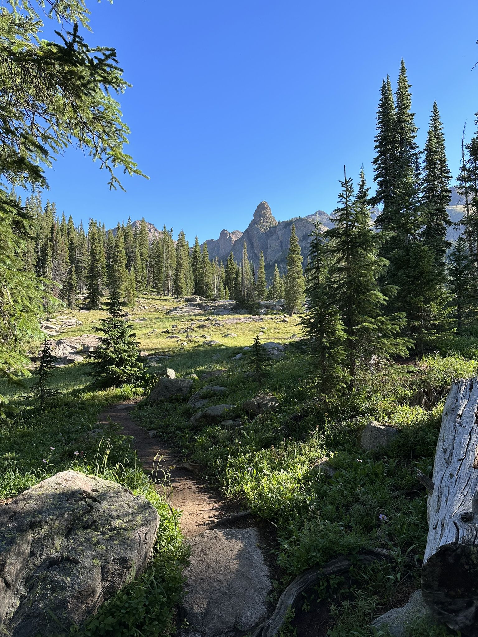 Sunny forest path leading through a clearing towards distant rocky peaks. - Gore Lake Trail