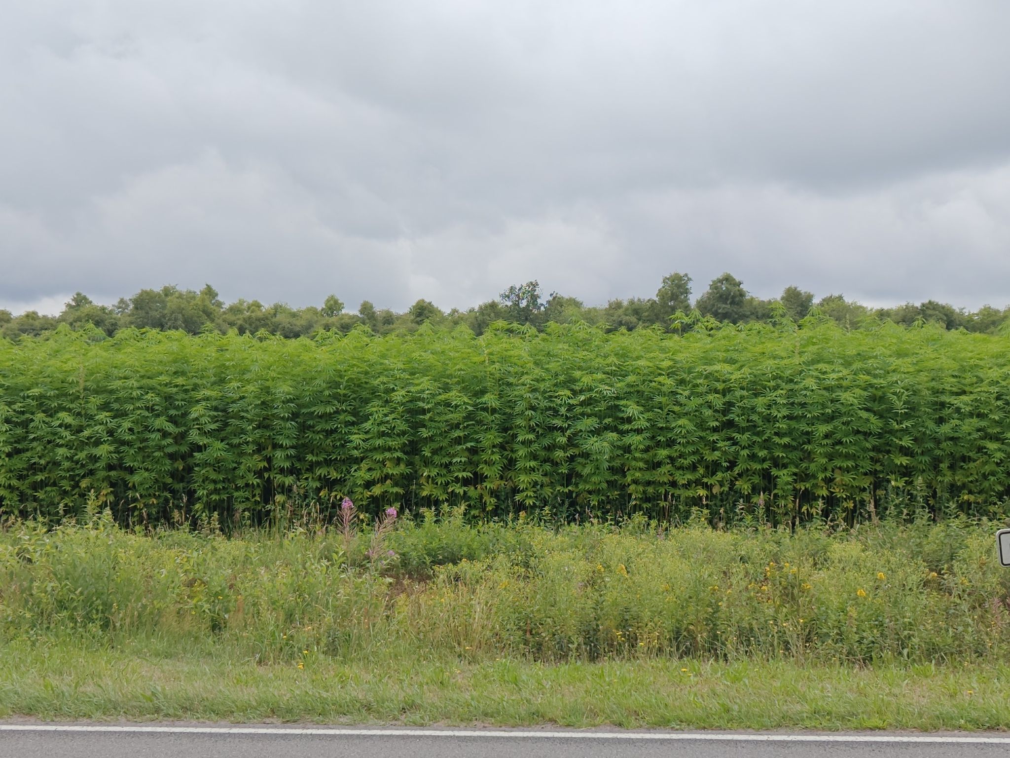 Hanf Plantage