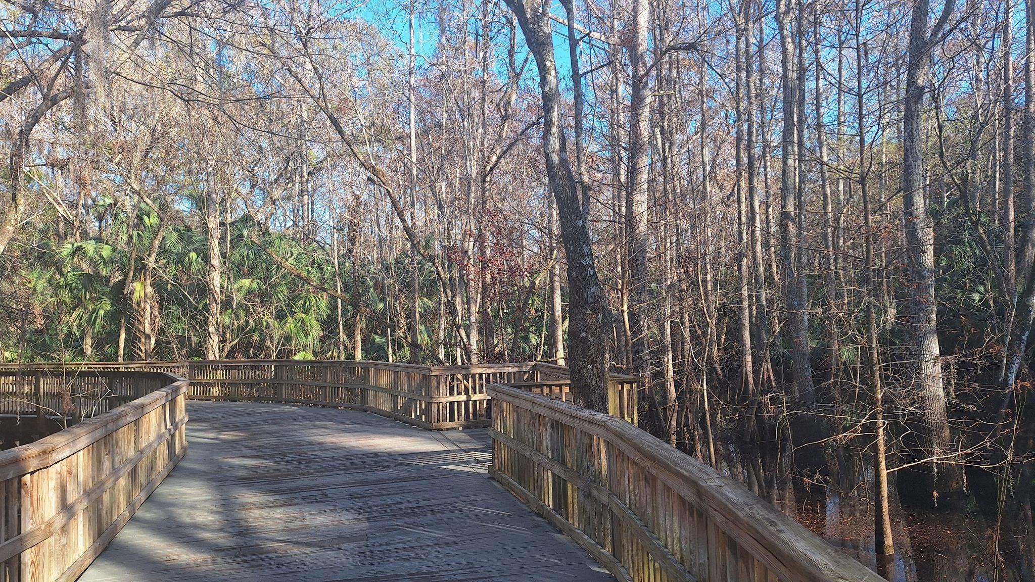Wooden boardwalk winding through a sunny forest with bare trees and palms. - Spring-to-Spring Trail