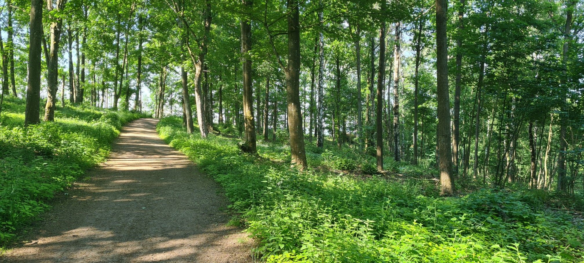 Billebjer Forrest 