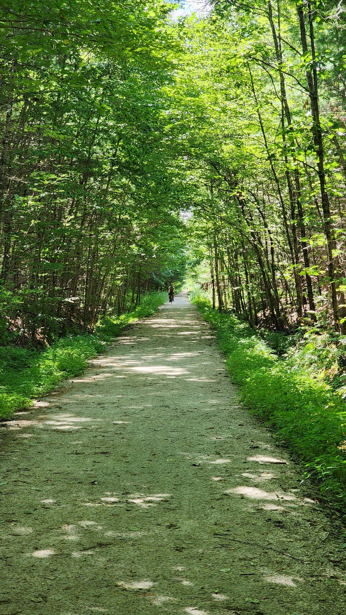 Sunny forest path with dappled light and a distant person walking. - Ashland Reservoir – Ashland Reservoir Dam loop from Broadmoor Wildlife Sanctuary