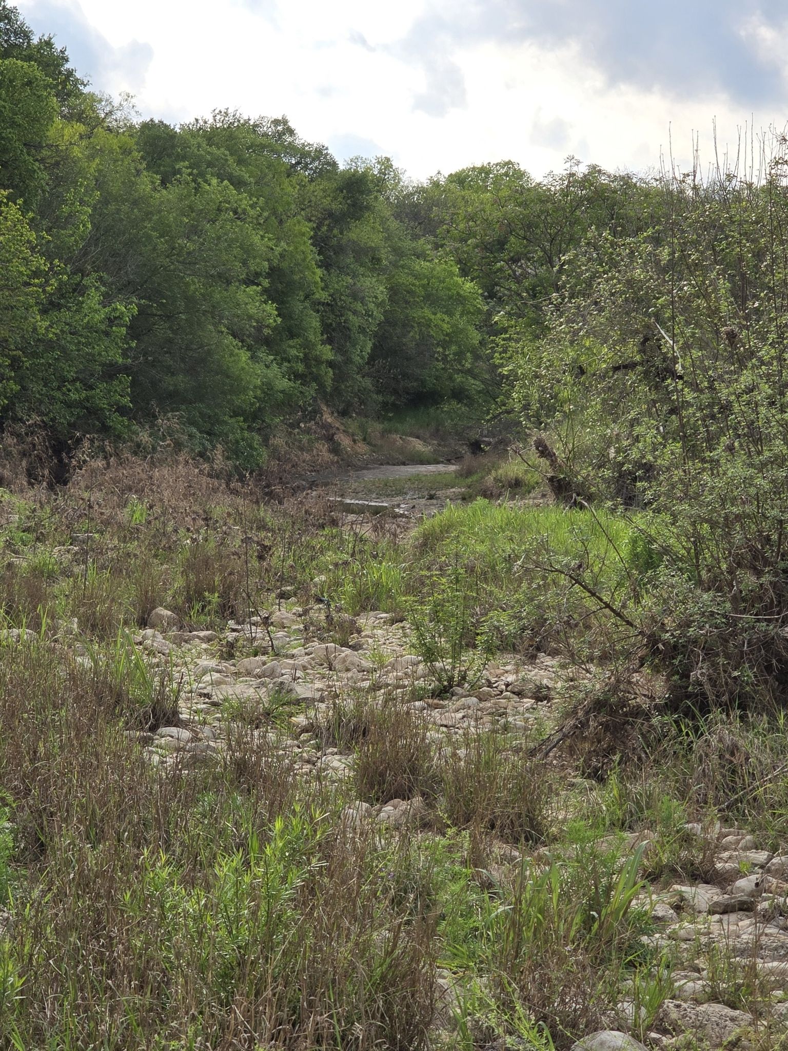 Rocky, dry creek bed with sparse green vegetation and distant trees. - Cathedral Rock Nature Park loop from Bubba's 33