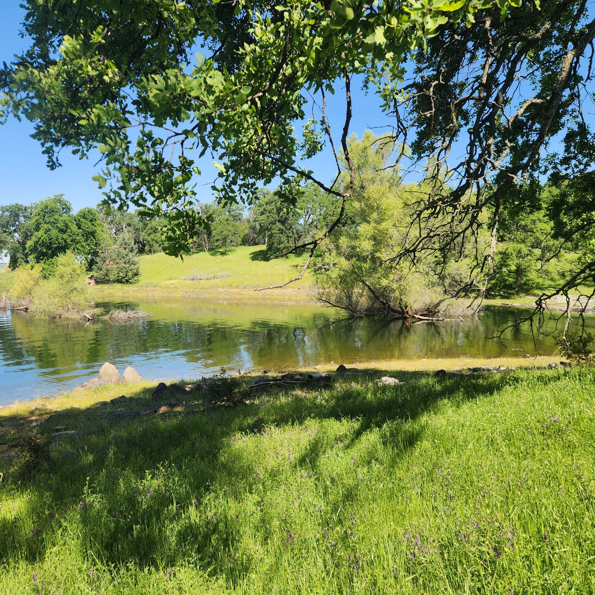 Sunny view of a calm lake with green grassy shores and lush trees. - Browns Ravine Trail