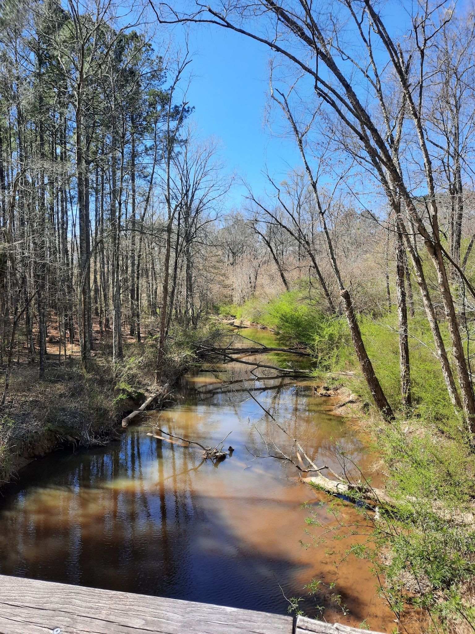 A winding river flows through a sunny forest with bare and green trees. - Bike loop from White Oak Elementry