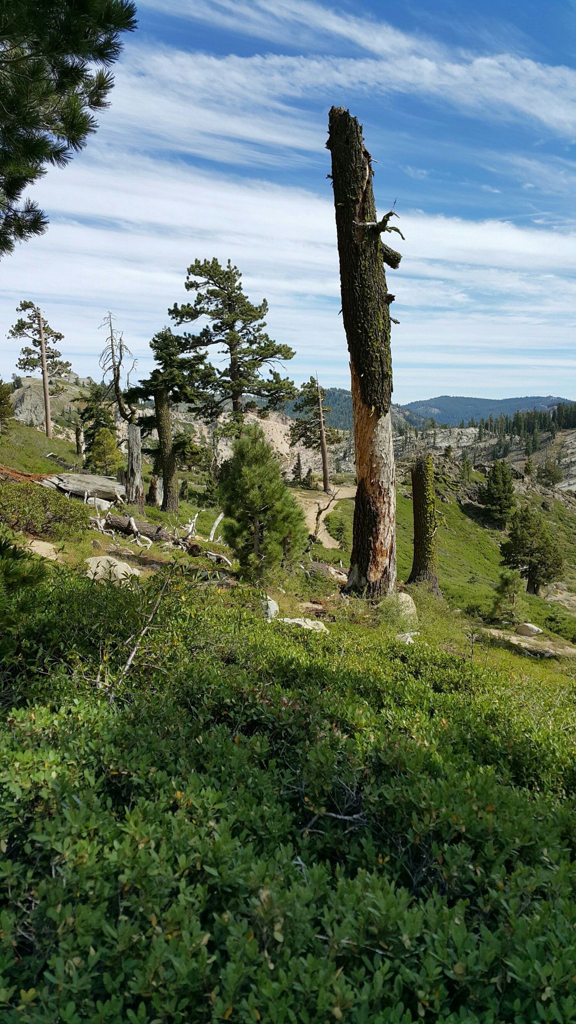 Tall, weathered tree stump among green bushes and pine trees on a sunny hillside. - Thunder Mountain Trail