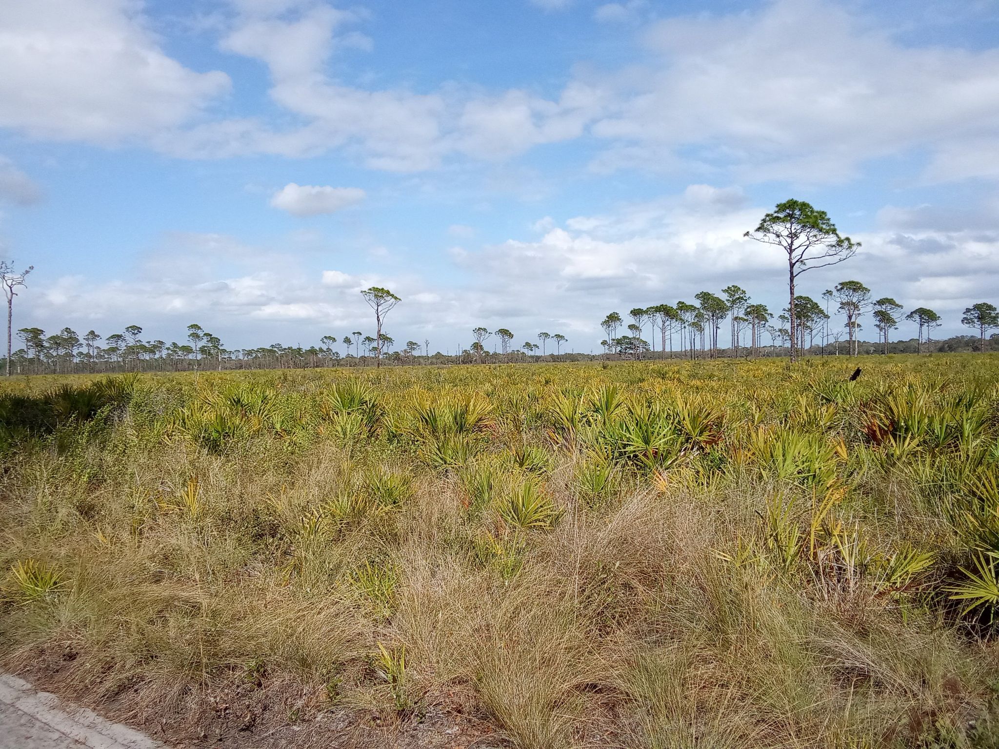 Sunny, open field with tall grasses and scattered pine trees under a cloudy sky. - Buster Island Loop