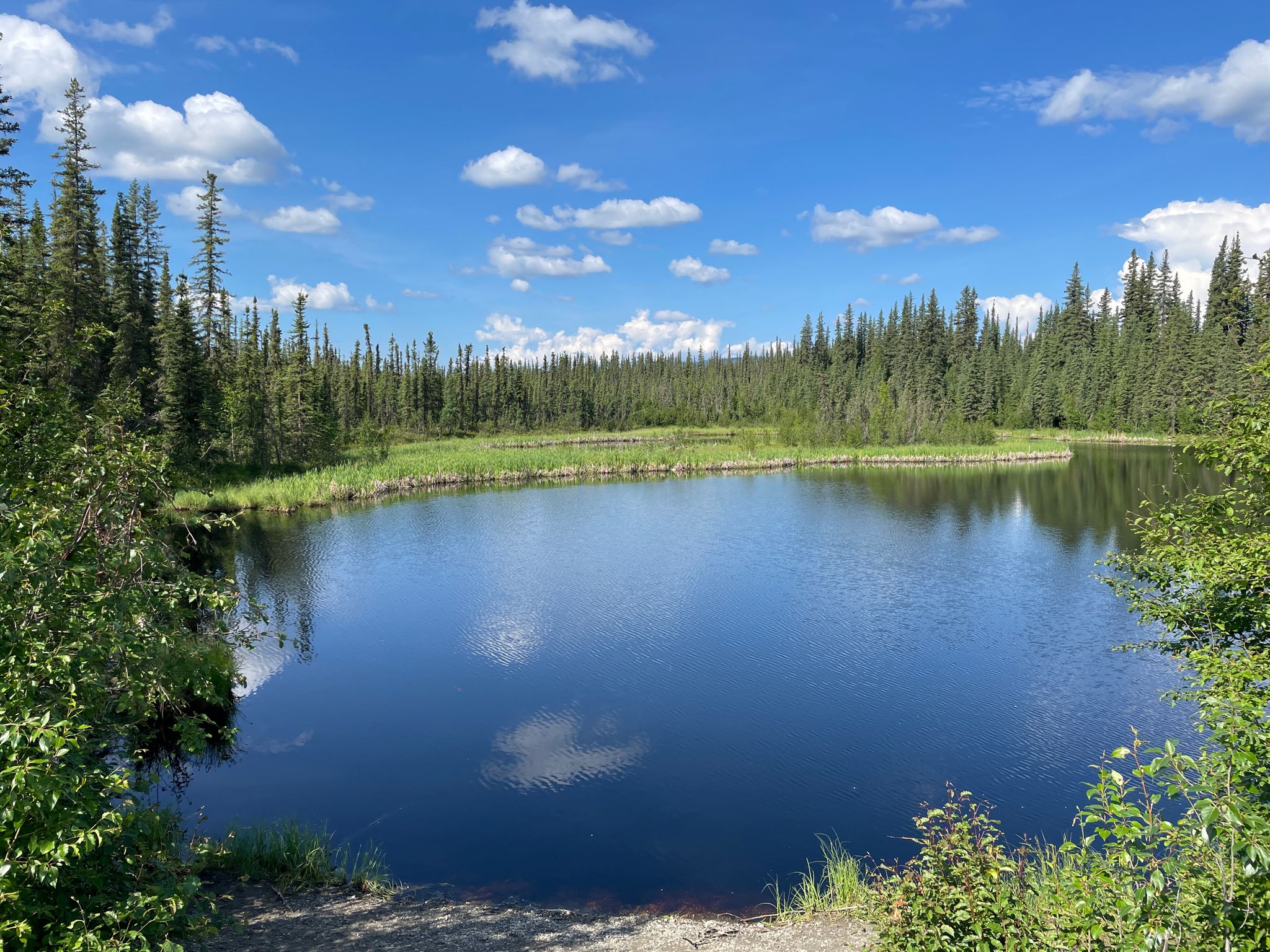 Serene lake surrounded by green trees and grass under a blue sky. - Sheep Creek to Ballaine  Road loop