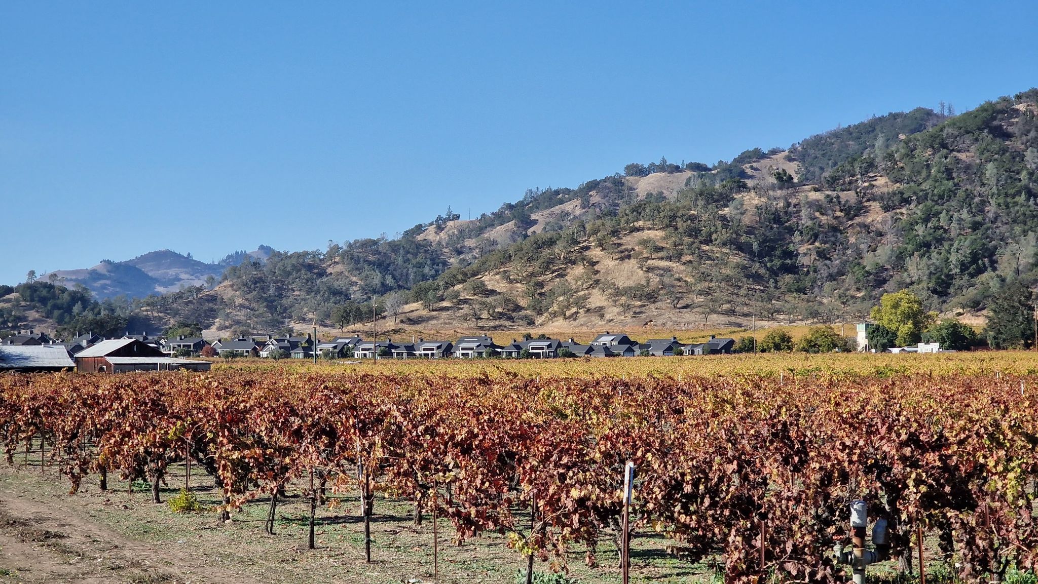 Vineyard with autumn-colored leaves in foreground, houses and hills under clear sky. - Washington St Bike Path – Saint Helena loop from Krug Winery