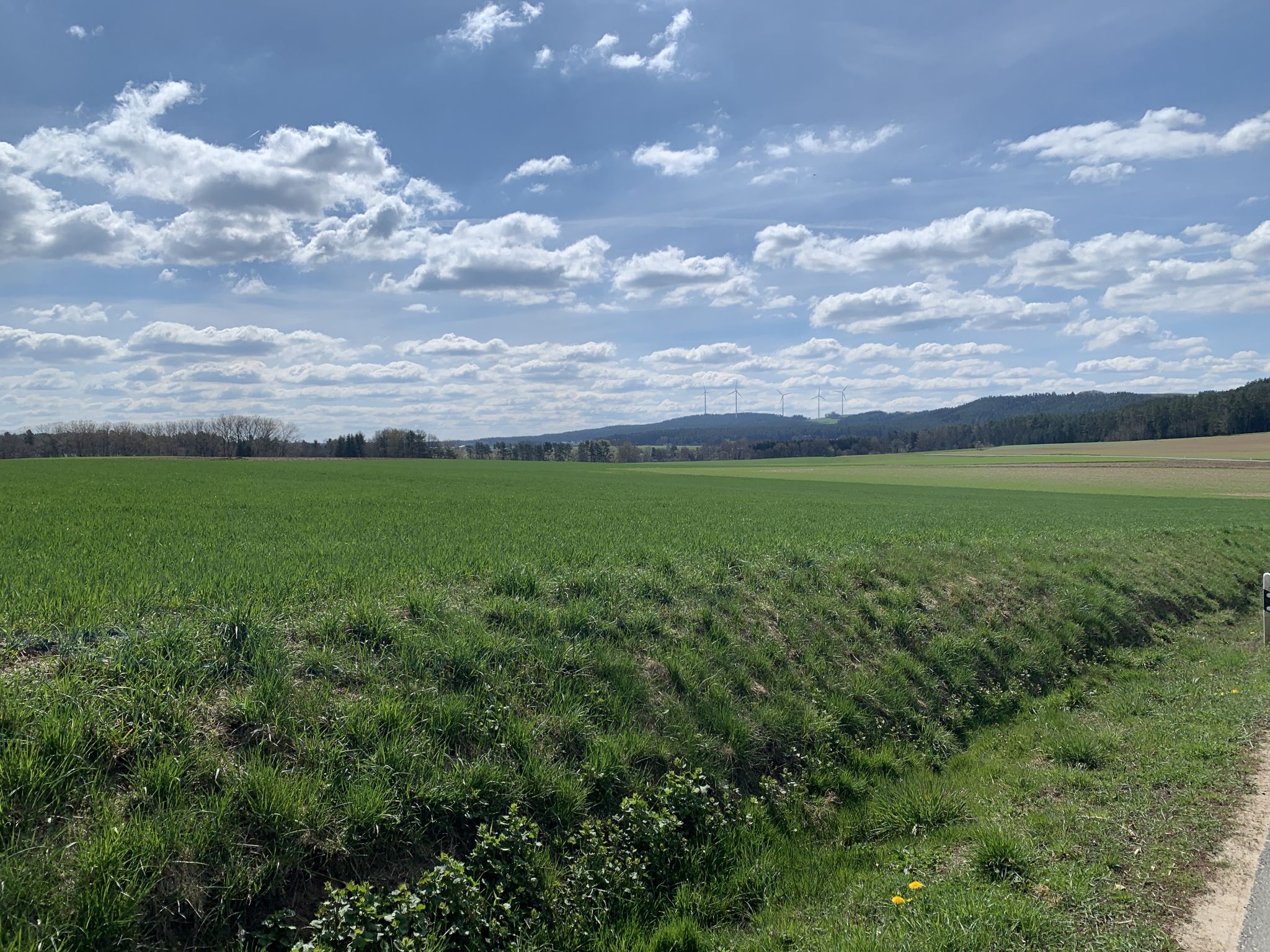 Sandhügelweiher (Entgegengesetzte Richtung)