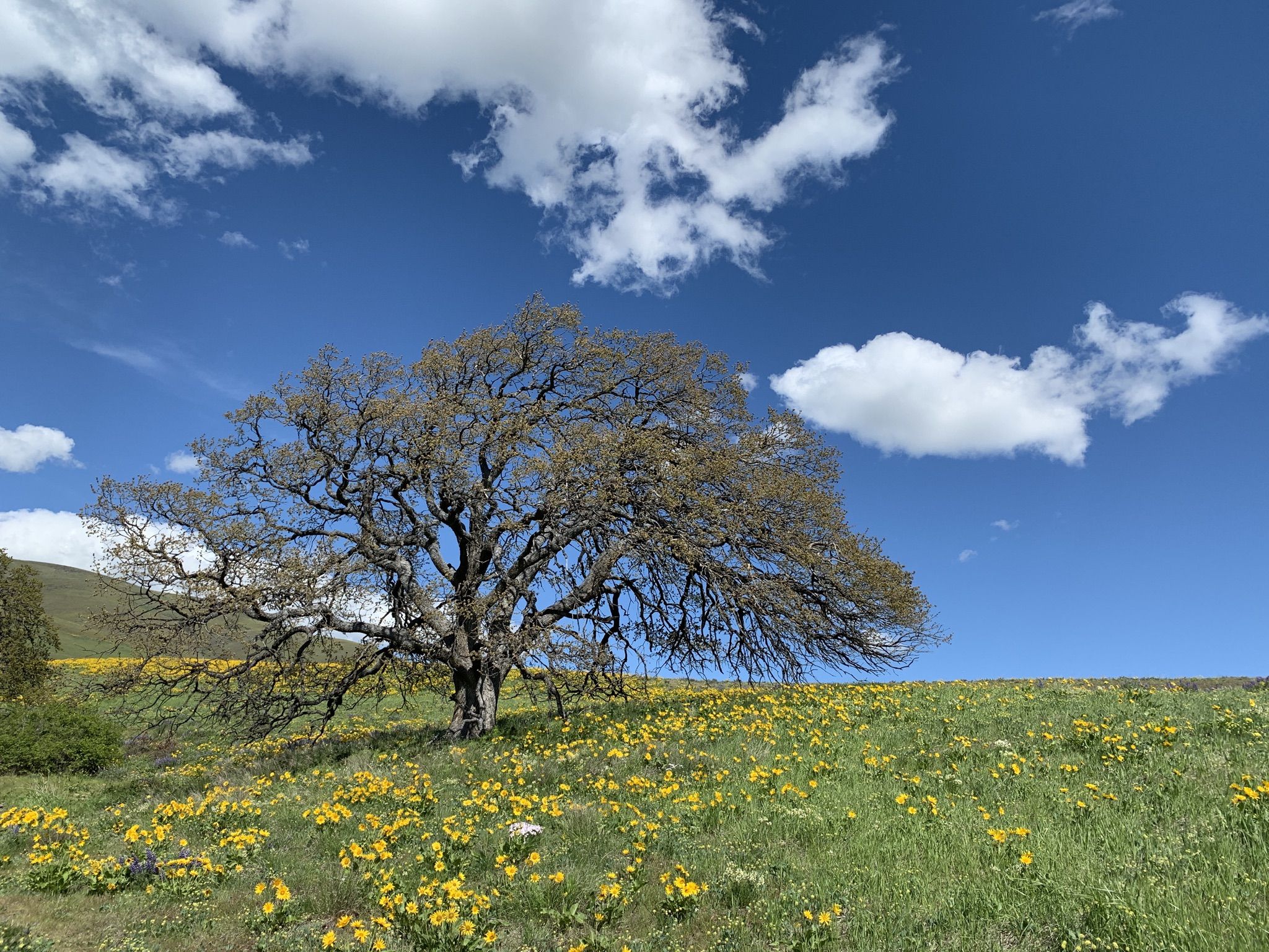 Large tree on a sunny, grassy hill with yellow wildflowers under a blue sky. - Vista Loop Trail