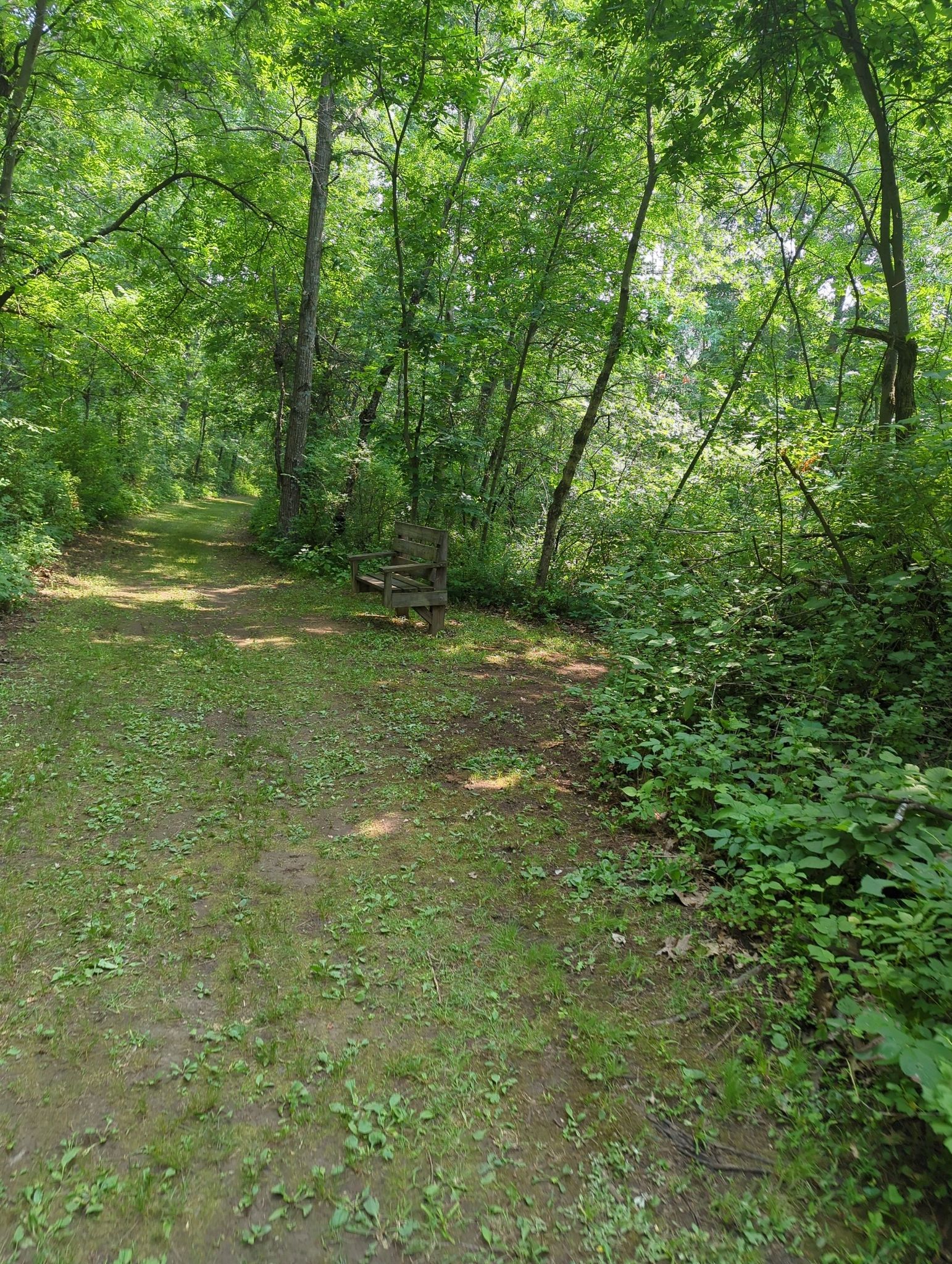 A sunlit dirt path winds through a dense green forest with a wooden bench. - Havenridge Nature Trail