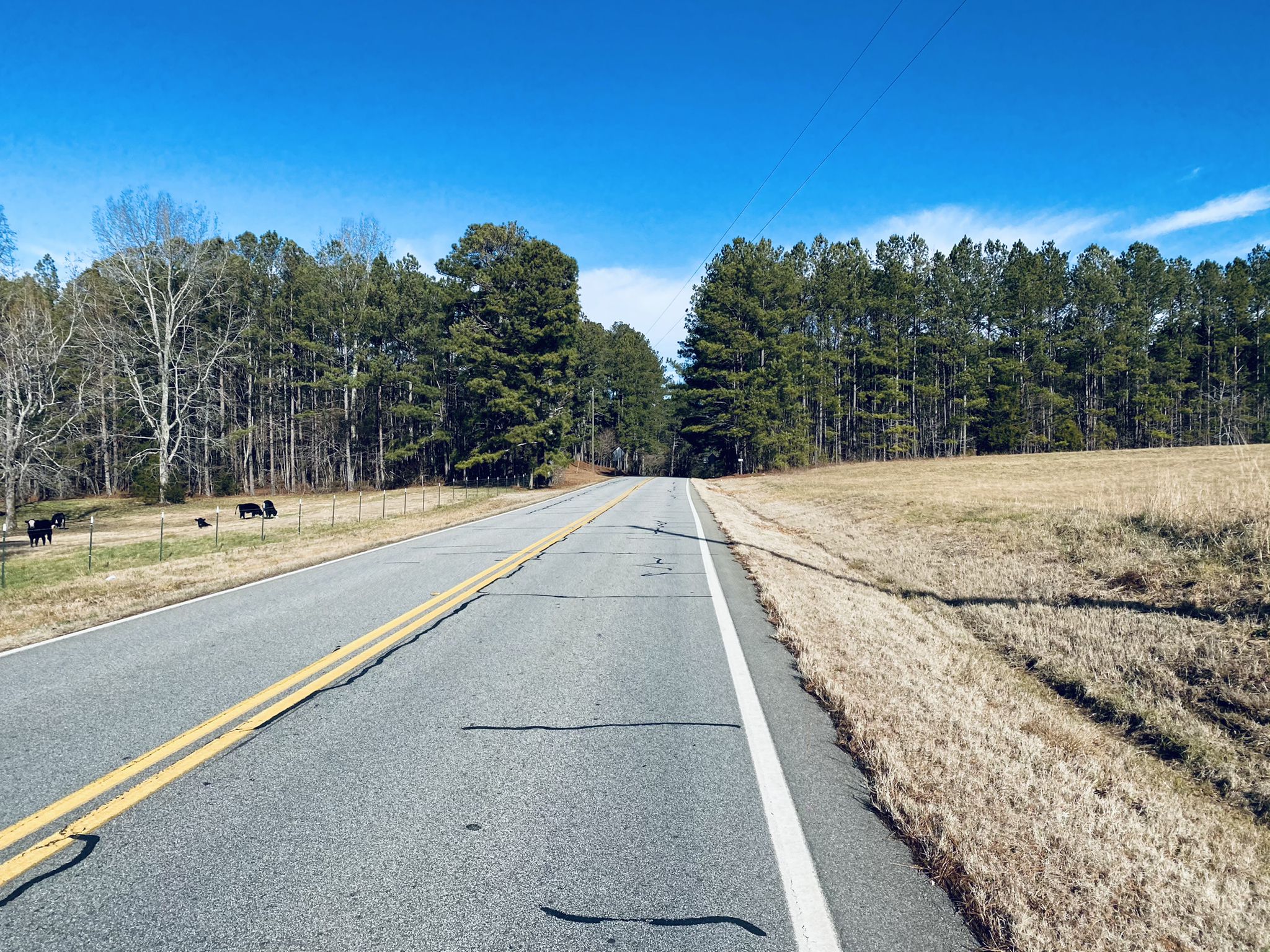 Paved road through sunny fields and pine forests, with cows grazing nearby. - Cochran Mill Park from Newnan via Sewell Millpond loop