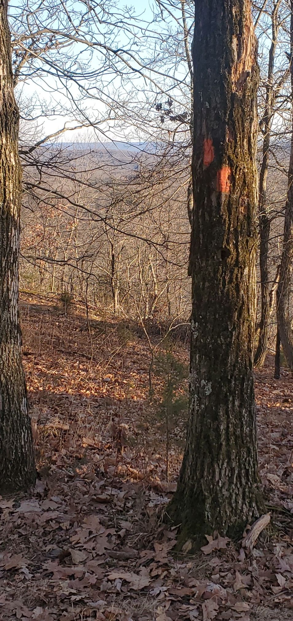 Two tree trunks with orange blazes, overlooking a distant, bare forest. - Radio Tower Service Road – Hawkwatch Overlook loop from Lake Telemark