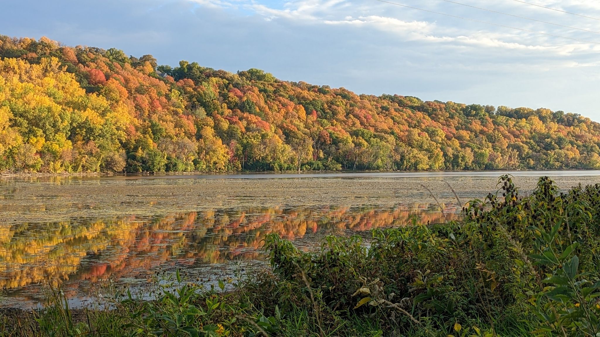 Autumn trees in vibrant colors reflected in a calm, reedy river. - Mississippi River Trail