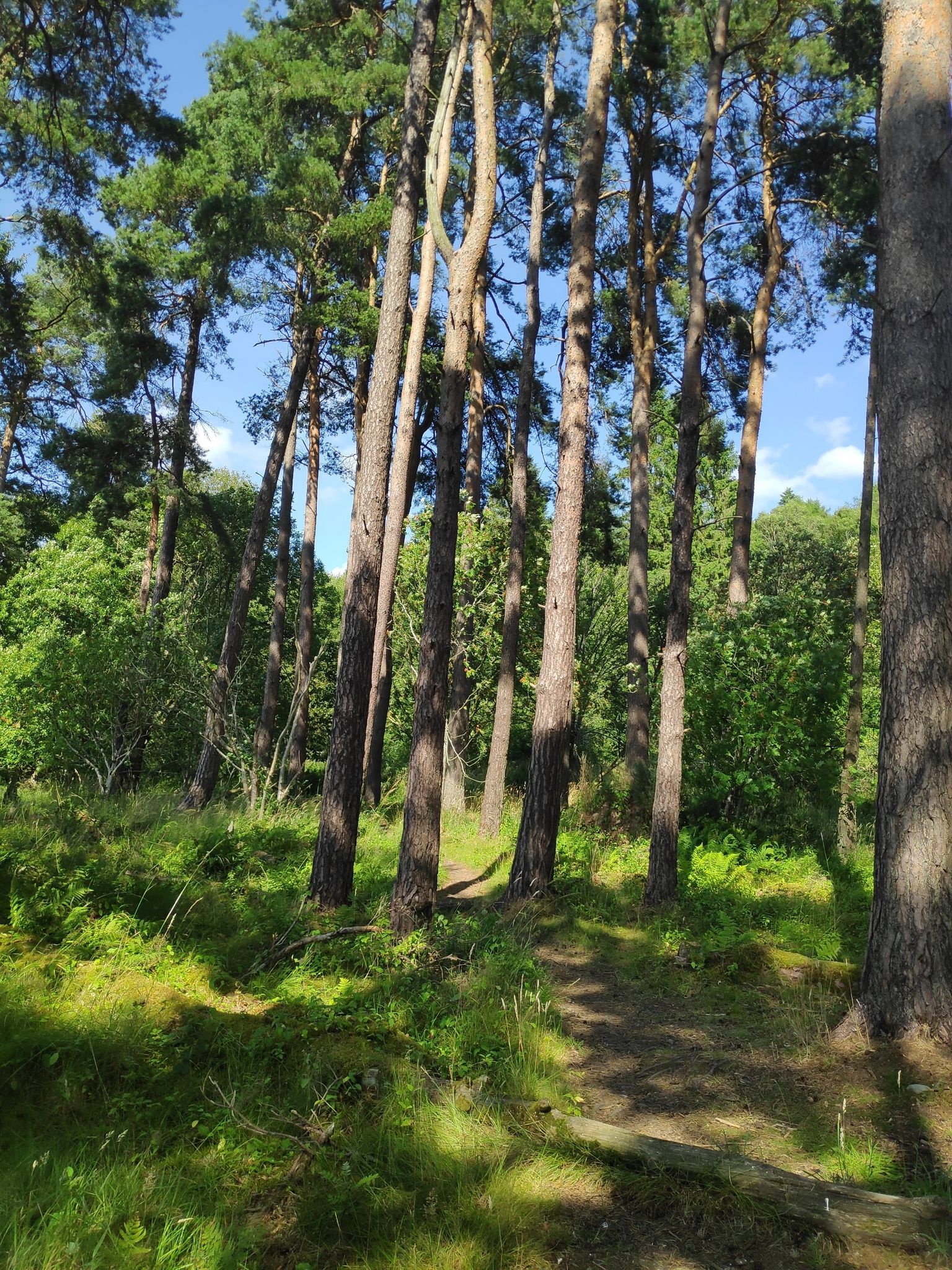 path through woods