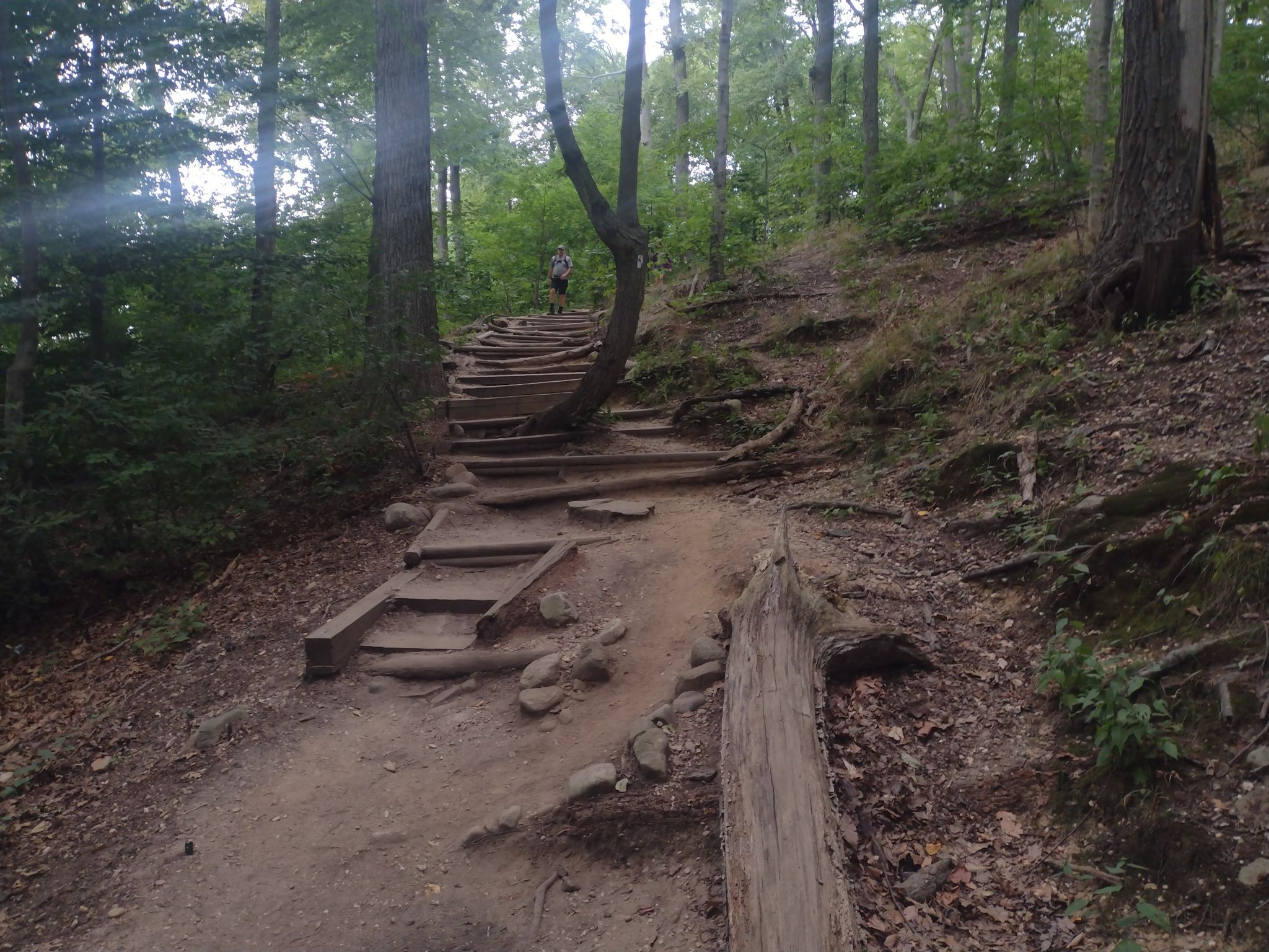Uphill dirt trail with wooden steps winding through a dense forest. A person walks up. - Nassau/Suffolk Greenbelt Trail