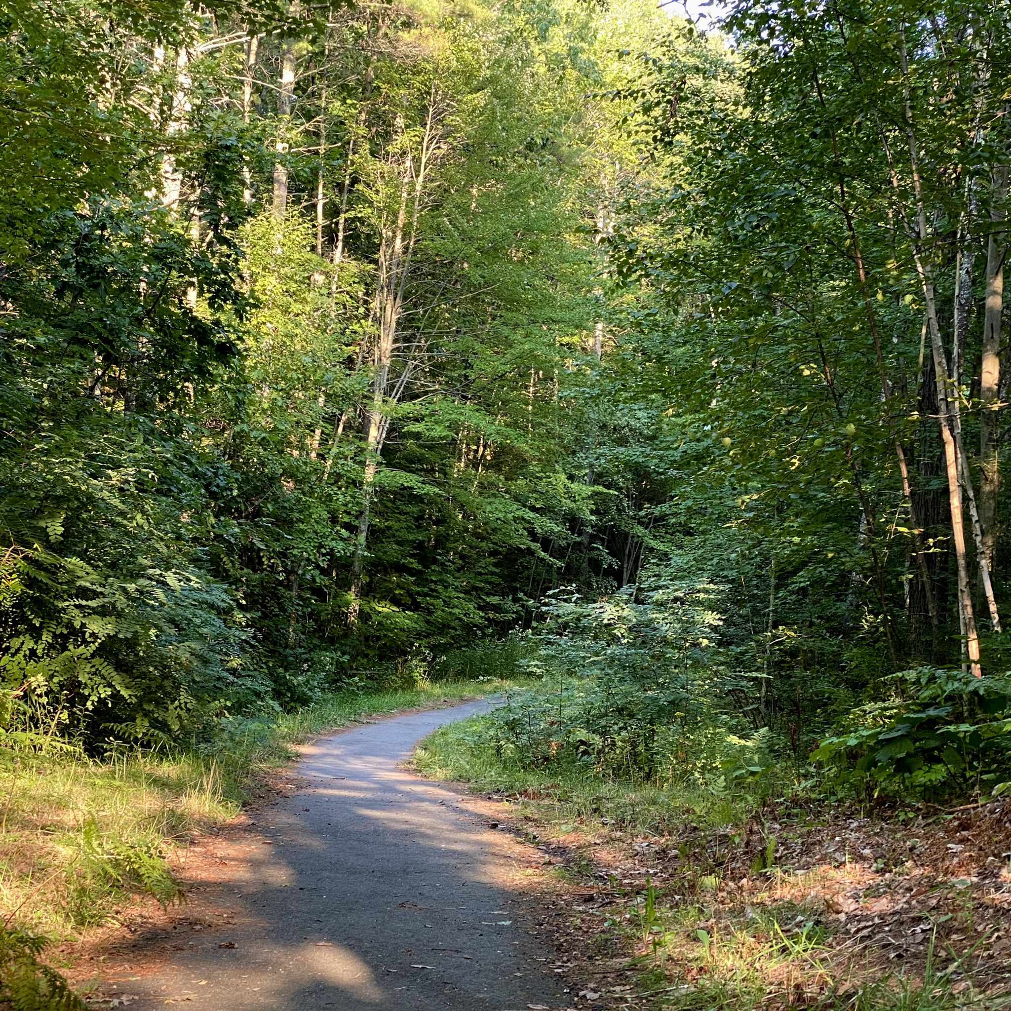 A winding paved path through a sun-dappled green forest. - Main Street via Hill Street loop