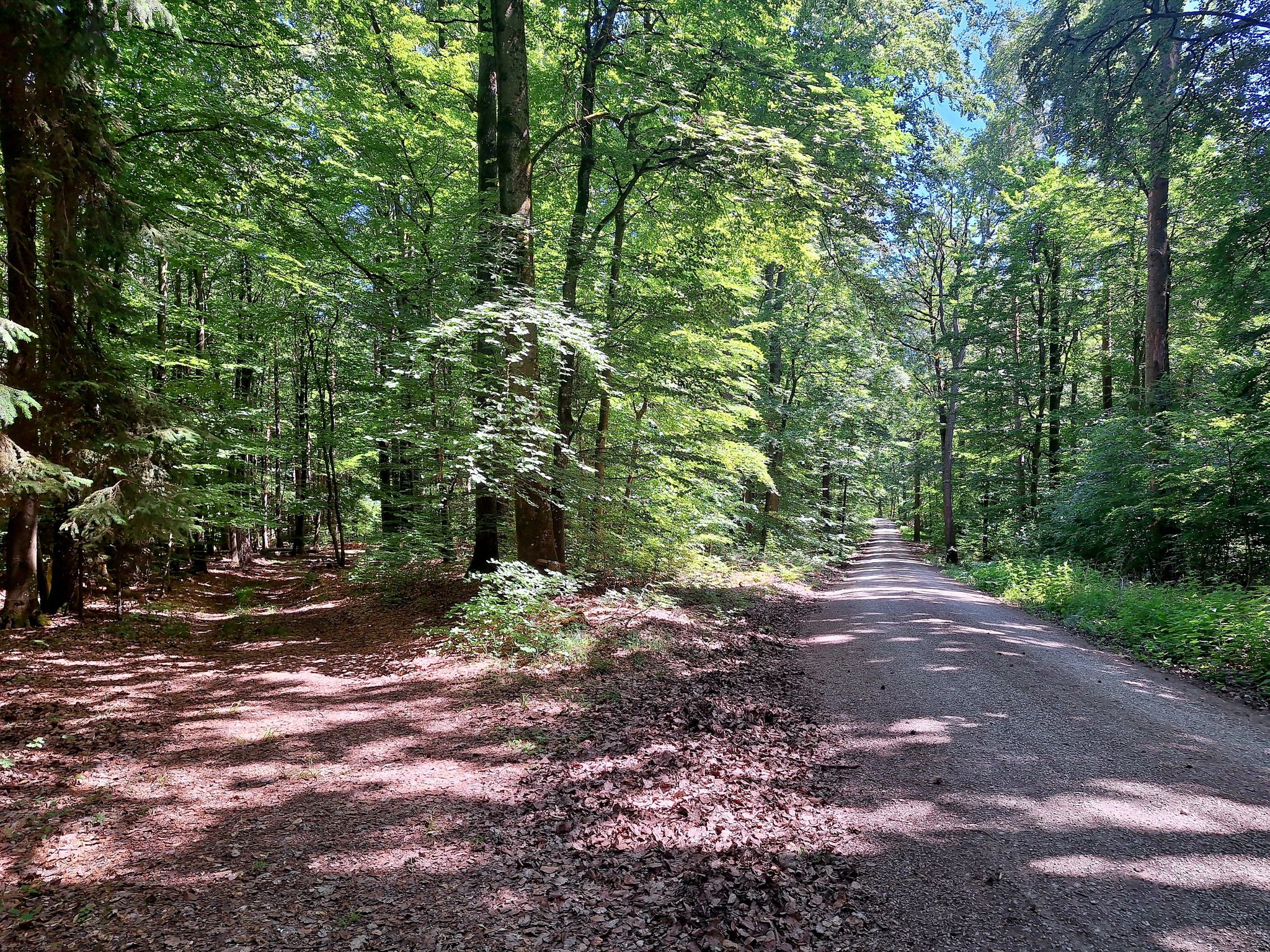 Hier geht es links auf einem schönen Waldweg weiter, der sich zu einem noch schöneren Single-Trail verengt