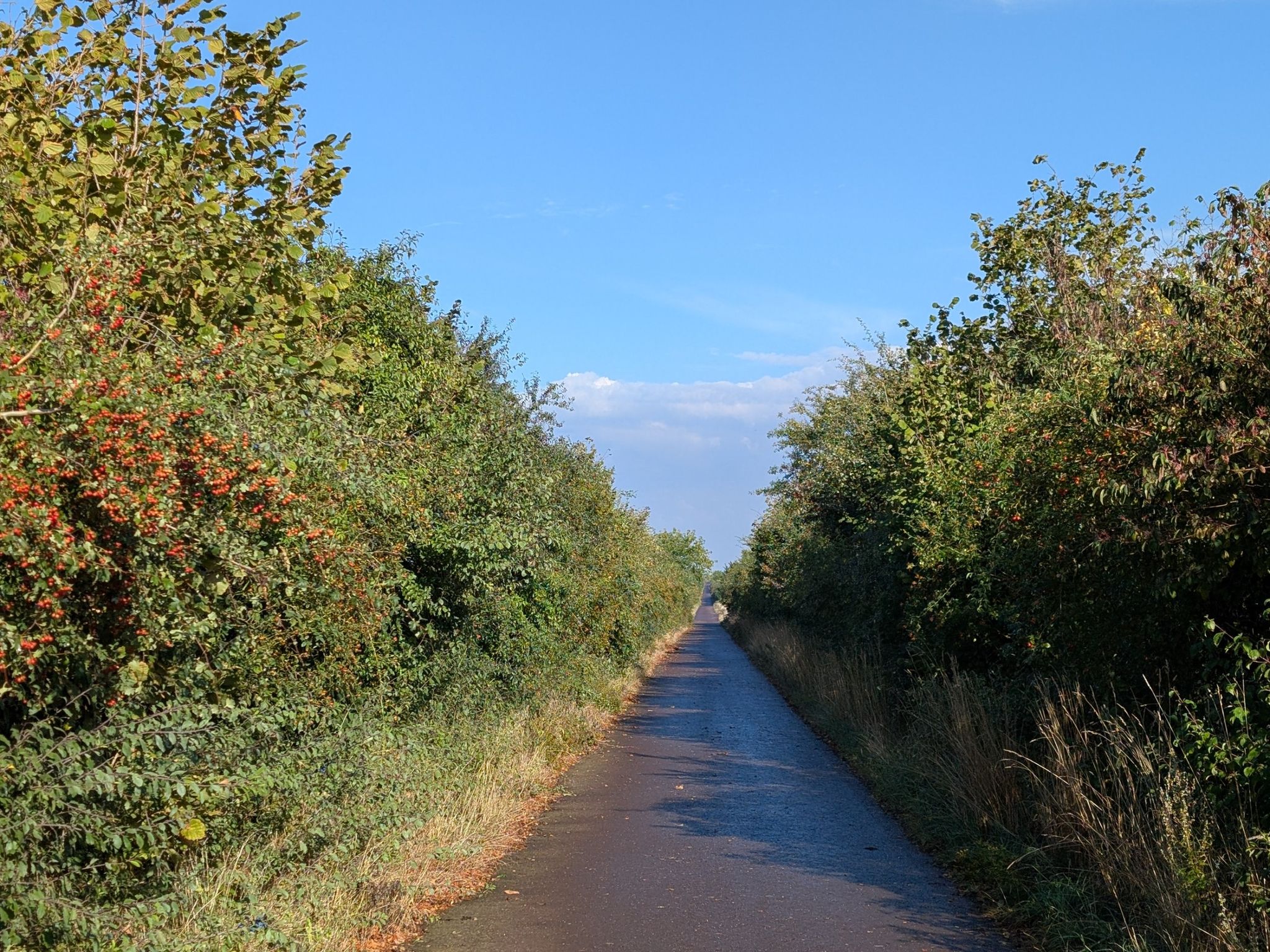 schön grüner Radweg