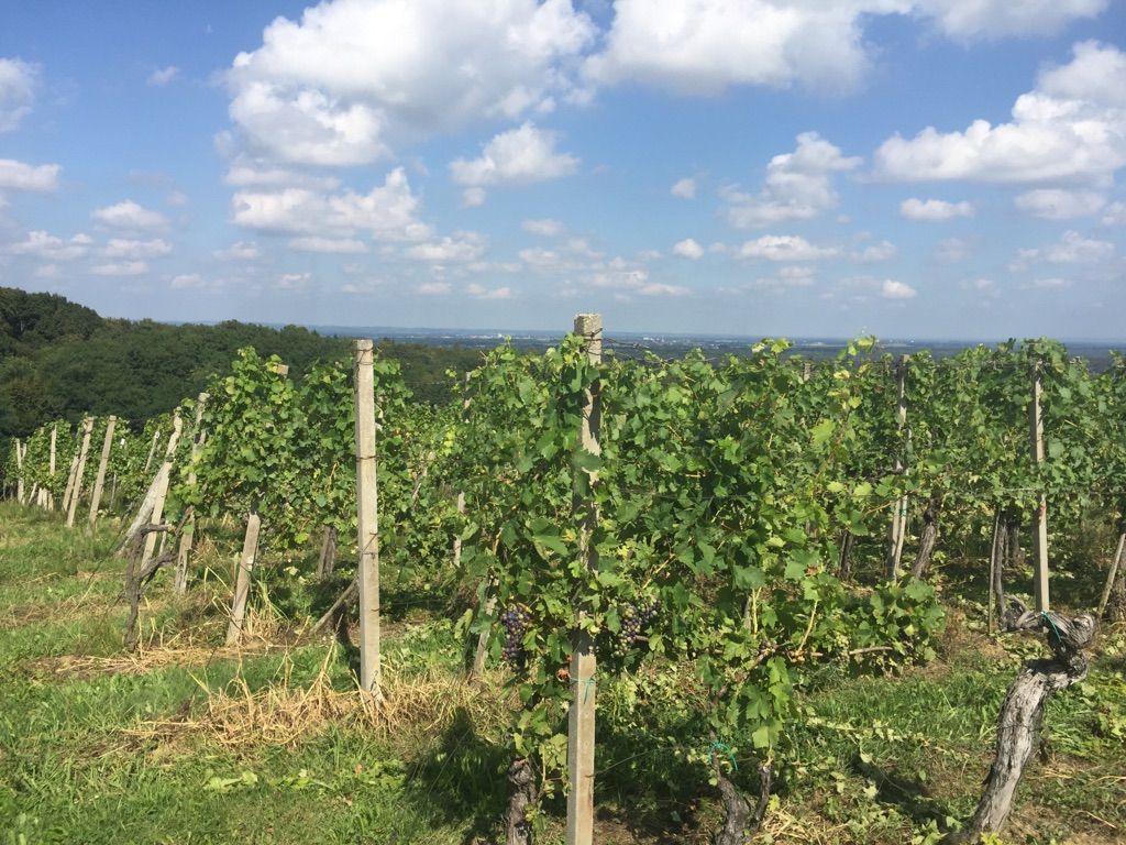 Turjanski vrh, vineyards 