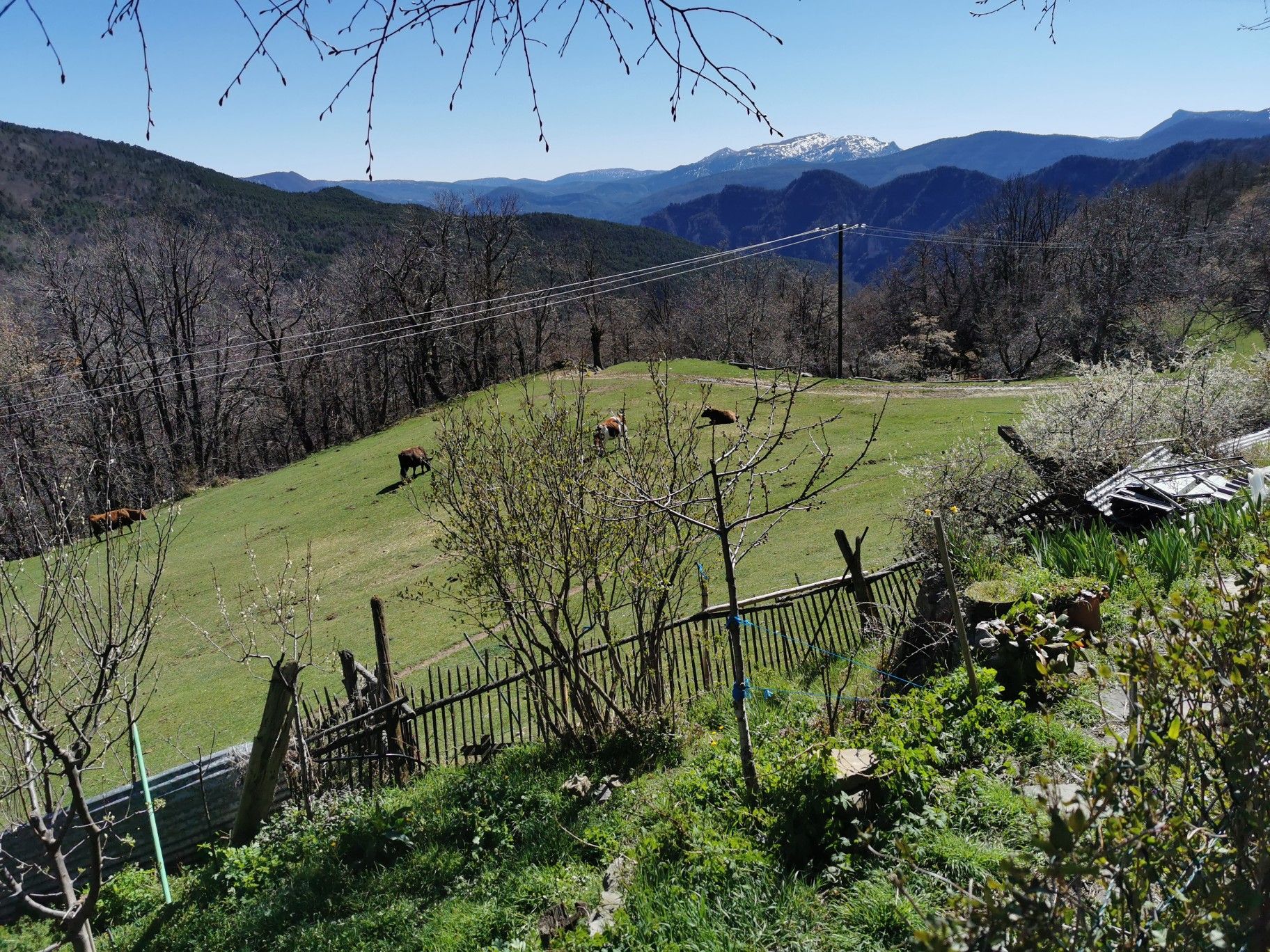bétail Argenton 
