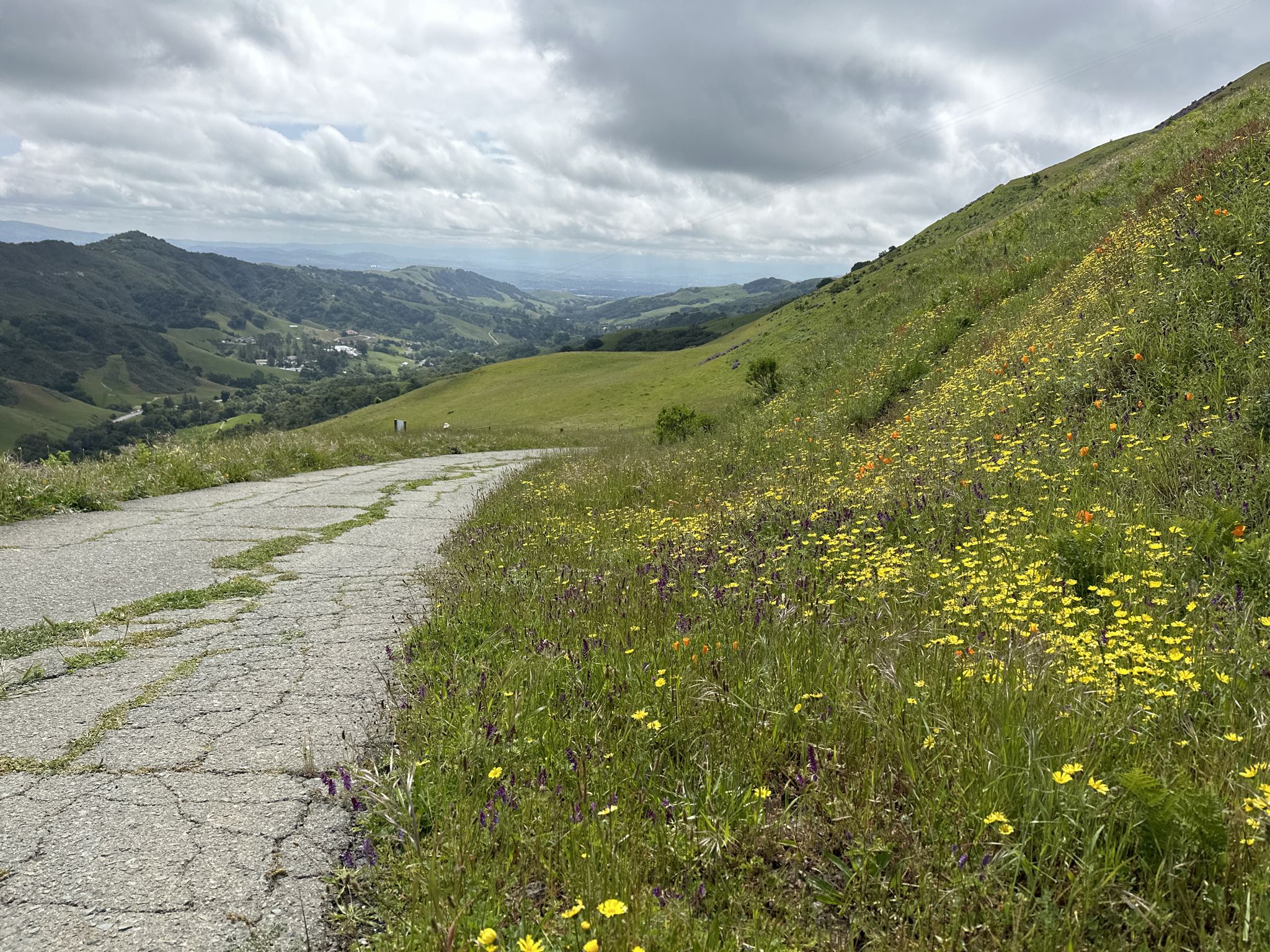 Cracked road winding through green hillsides with yellow wildflowers under cloudy sky. - Rocky Ridge View Trail