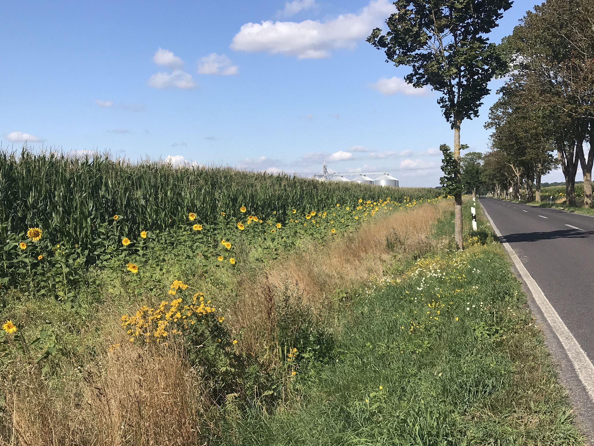 Sonnenblumen flankieren die Straße nach Charlottenhof
