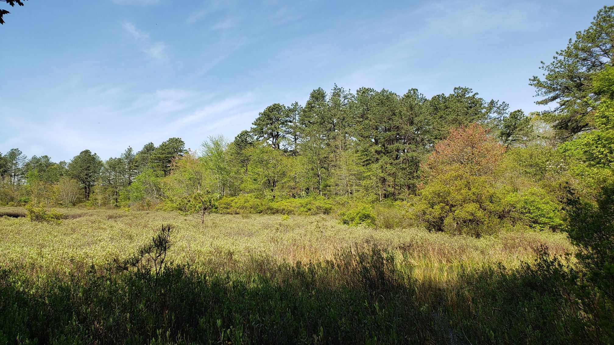 A vast field of green marsh grass with a dense forest in the background. - Robert Cushman Murphy County Park loop