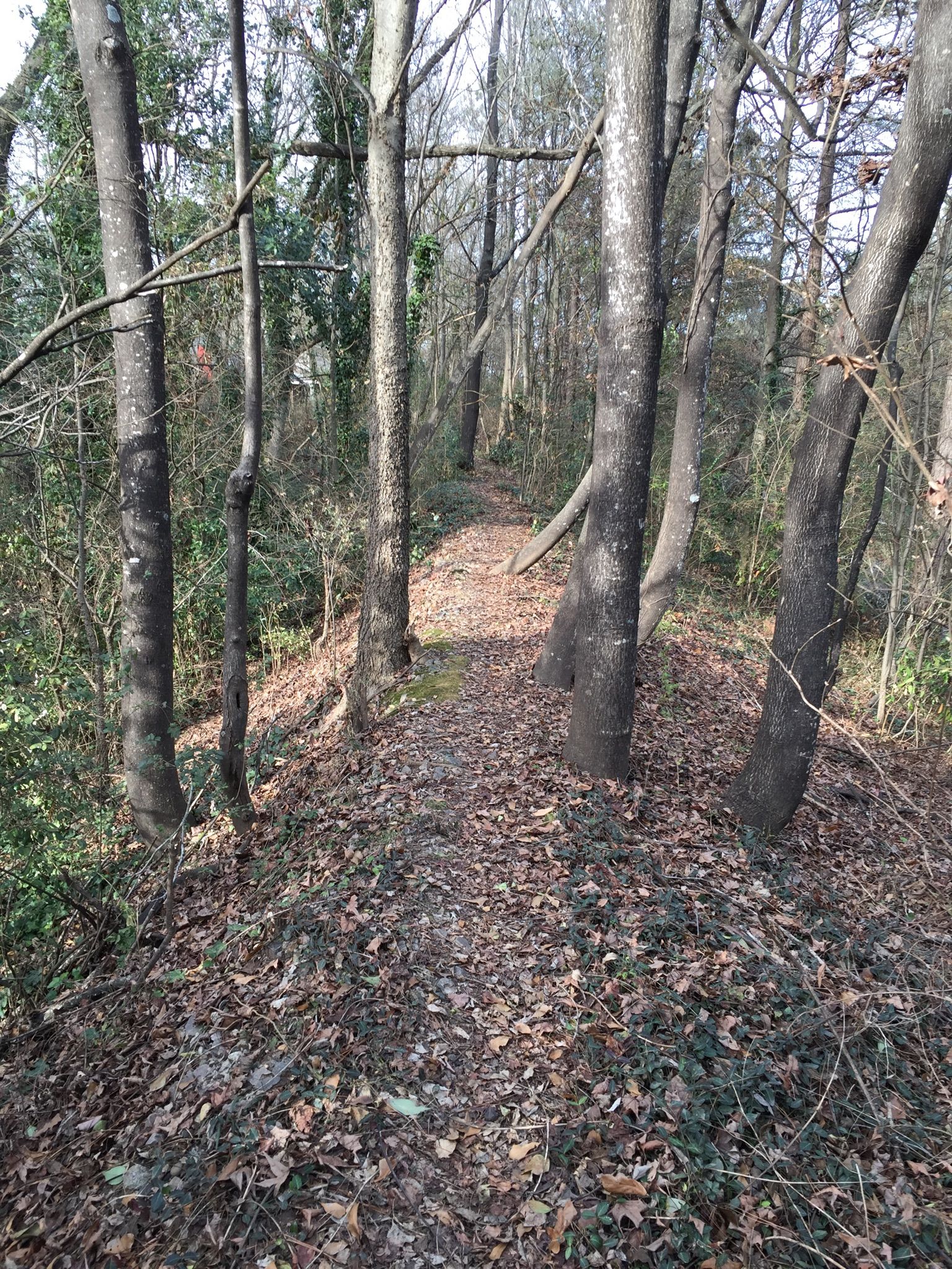 A narrow, leaf-covered path winds through a dense, bare winter forest. - Atlanta Beltline Trail