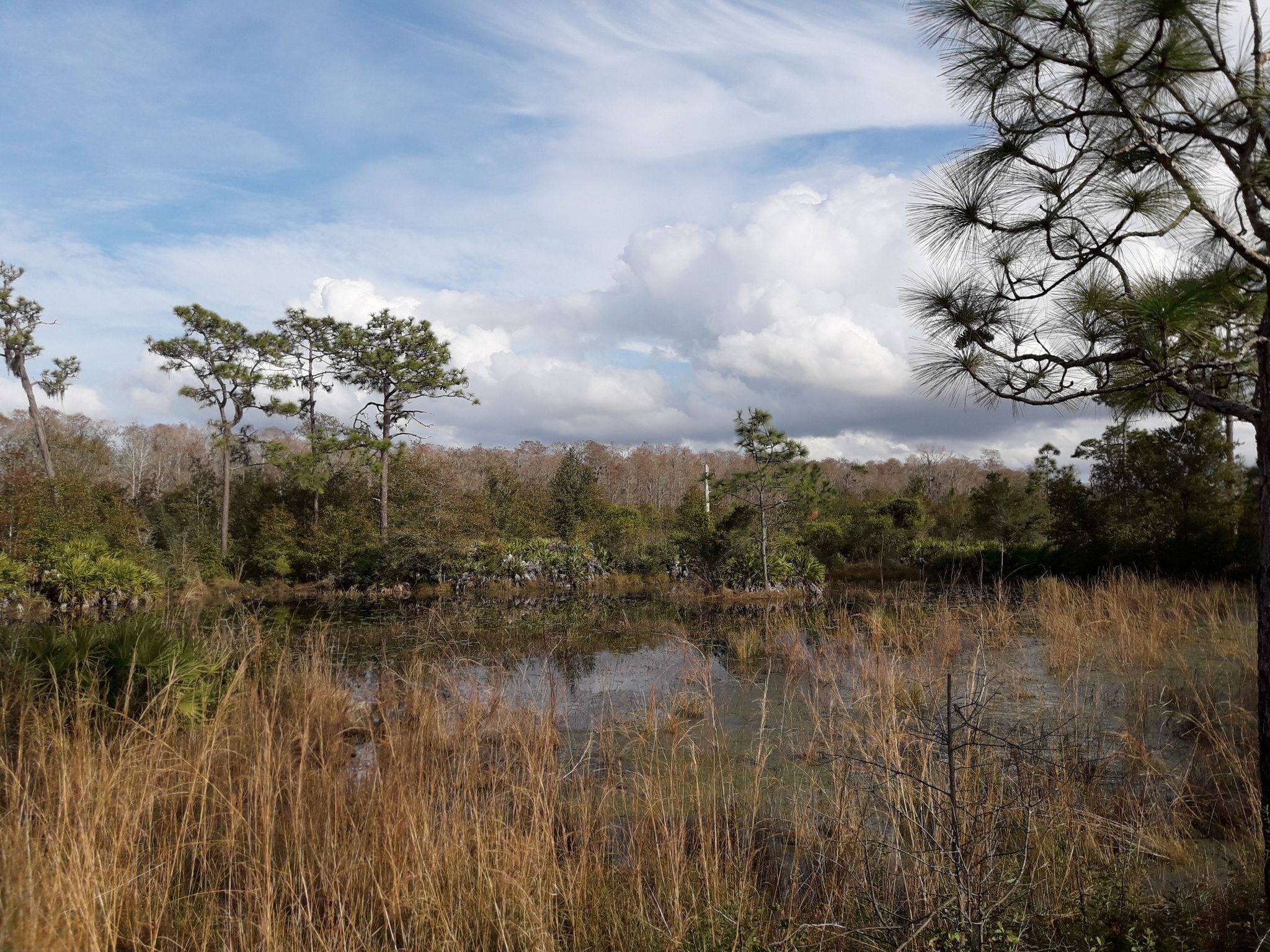 A wetland with tall brown grass, reflective water, and distant trees under a cloudy sky. - Red Wilderness Trail