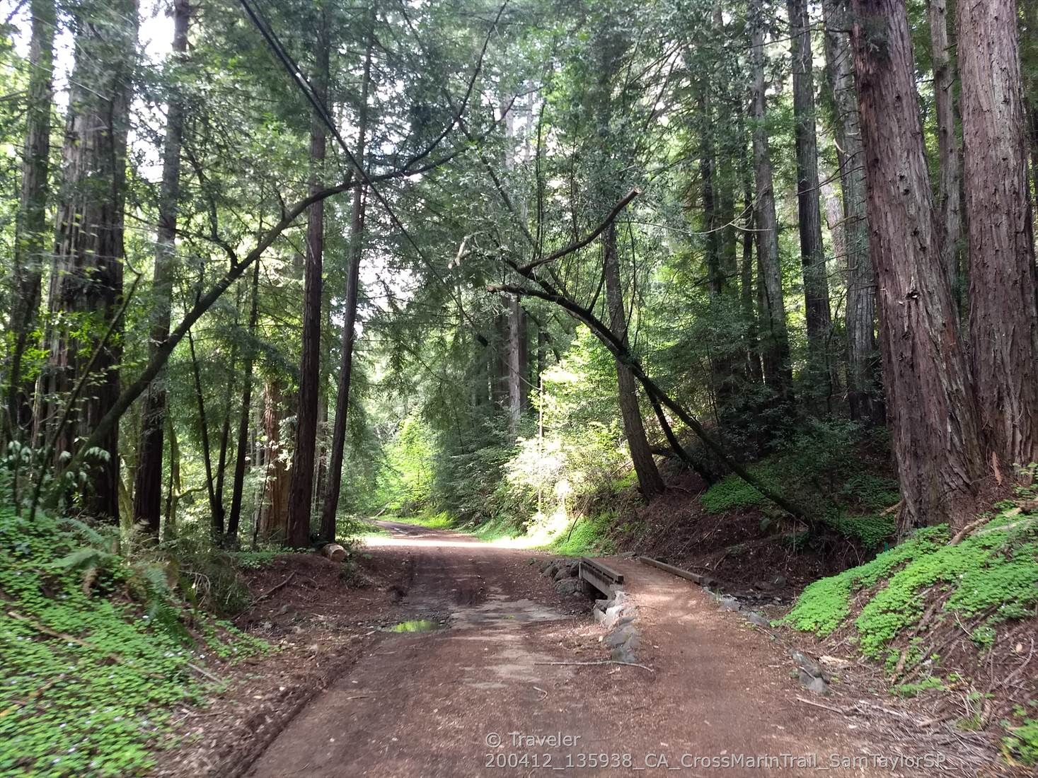 A sun-dappled dirt path winds through a dense, tall forest. - Marie Dhority Bridge – Bolinas Ridge Trailhead loop from Olema
