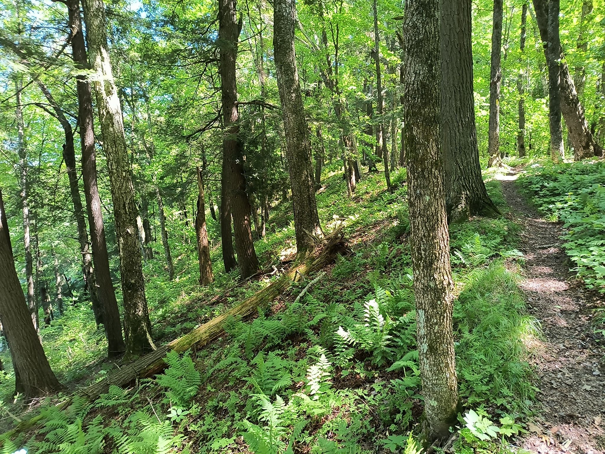 A sunlit forest path winds uphill through dense green trees and ferns. - Ice Age Trail: Mondeaux Esker Segment Loop