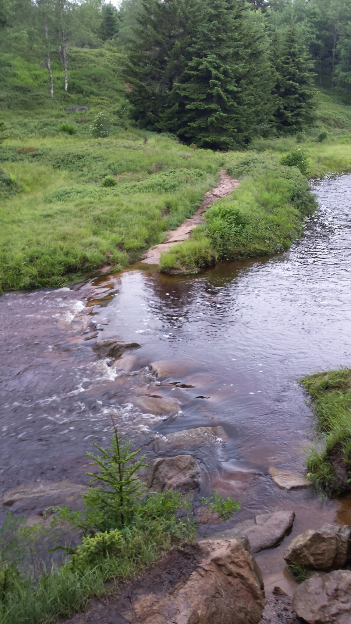 A stream with stepping stones and grassy banks under an overcast sky. - Blackbird Knob Loop