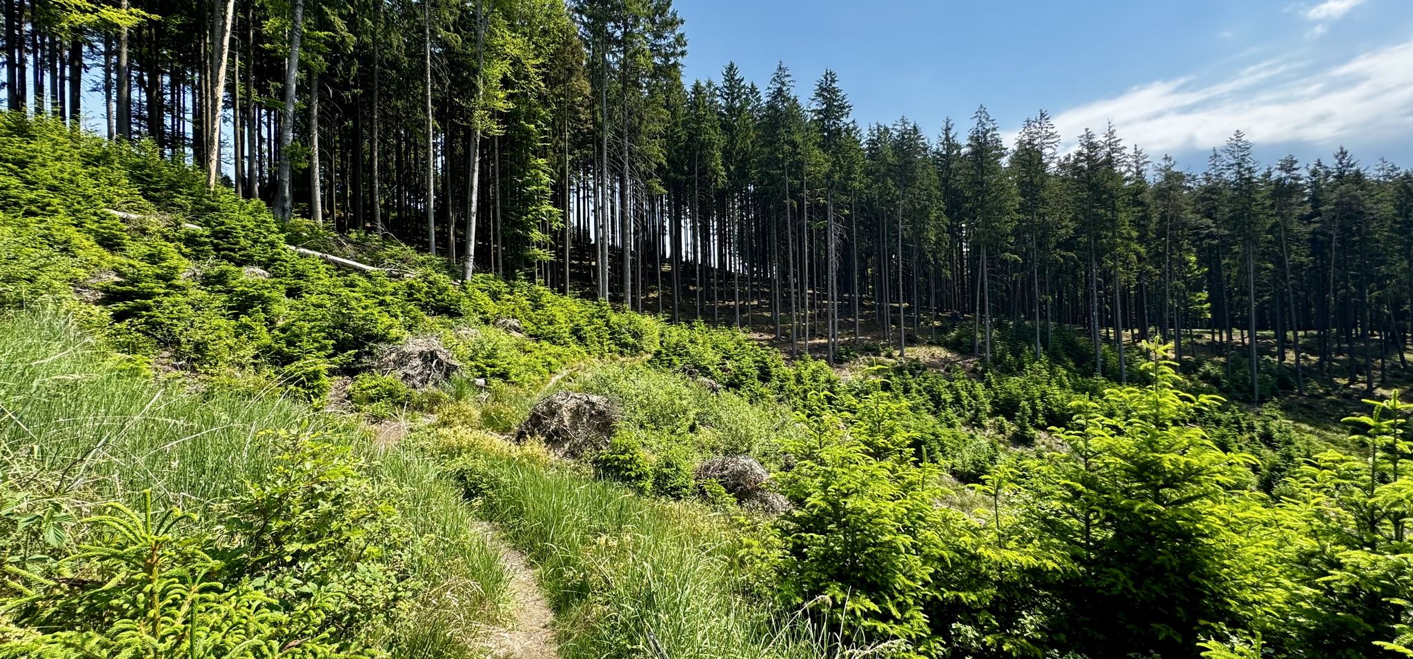 In den Wald muss ich hinüber