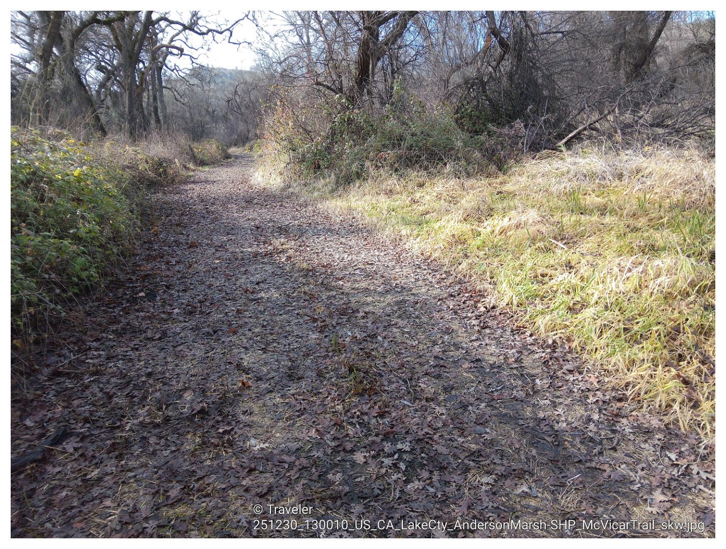 Leaf-covered dirt path through sparse winter vegetation and bare trees. - Clear Lake via the McVicar Trail