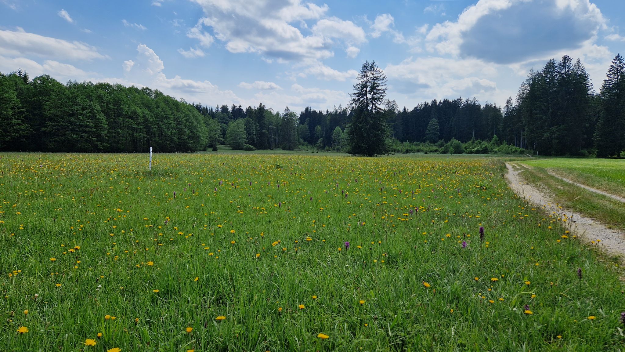 Schwarzlaichmoor